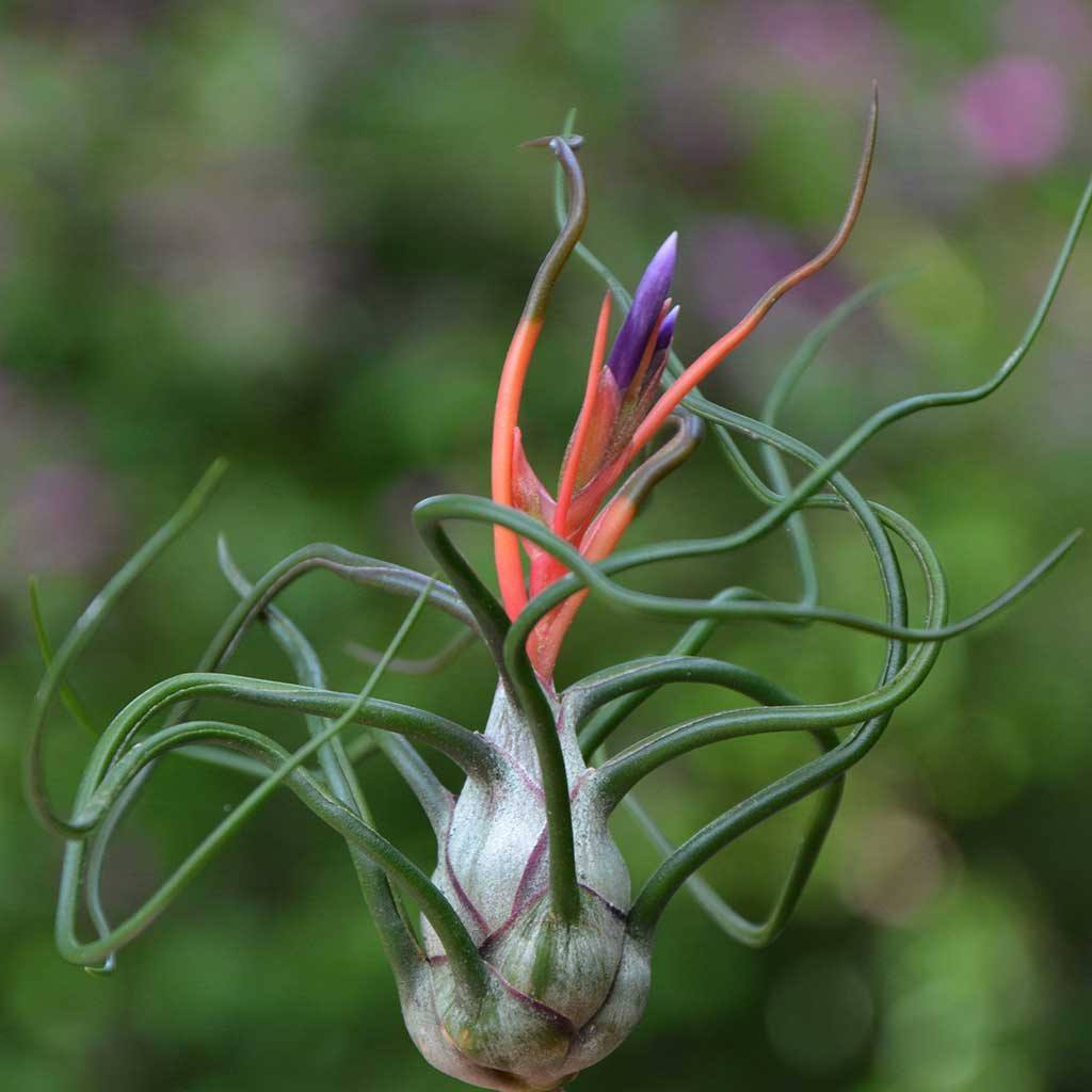 Тилландсия Бульбовидная (Tillandsia Bulbosa)