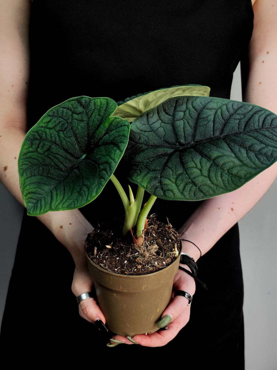 Алоказия Мело Рептилия (Alocasia Melo Reptile) D11см