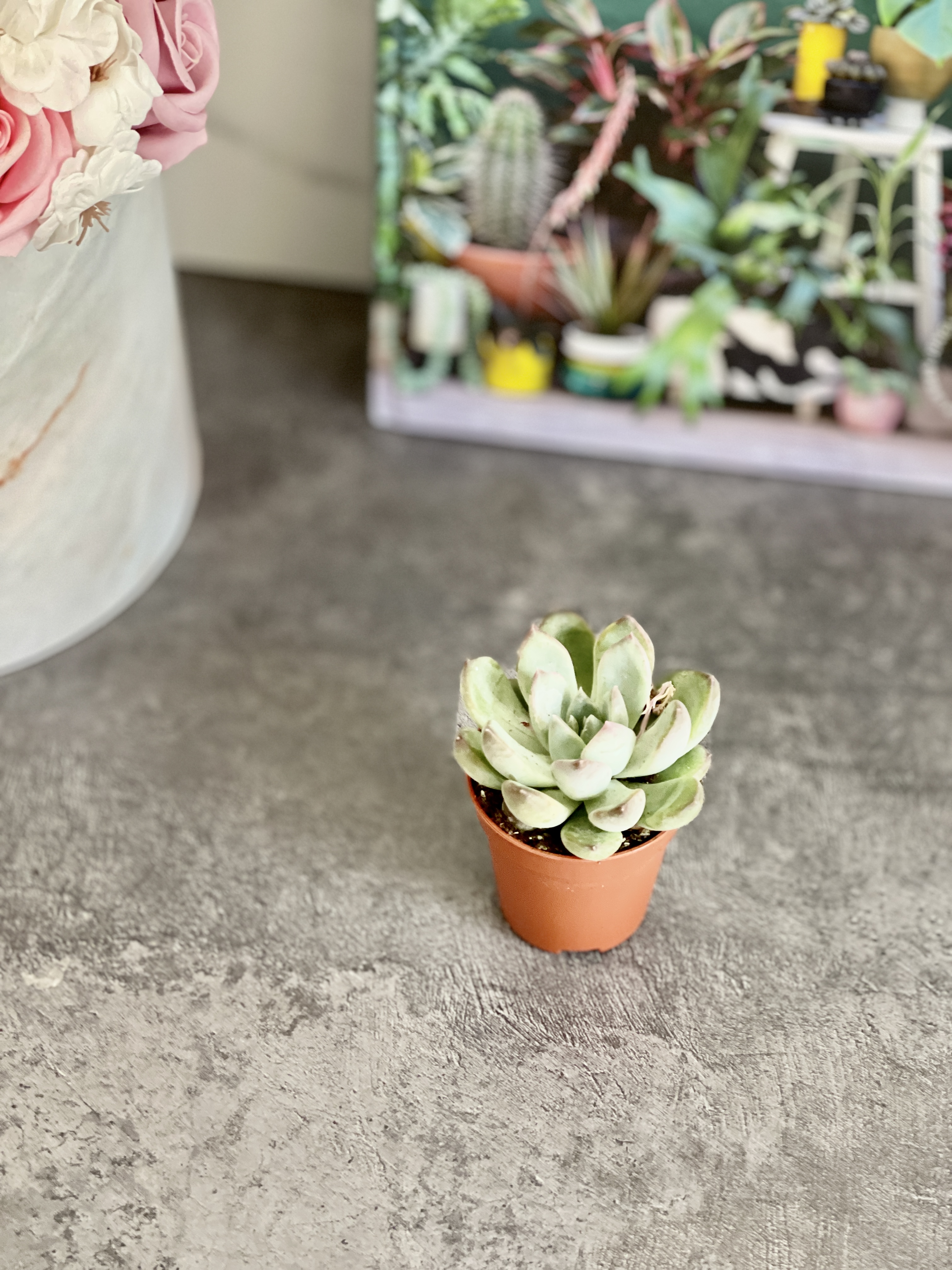 Эхеверия Линдсиана (Echeveria Lindsayana) D5см