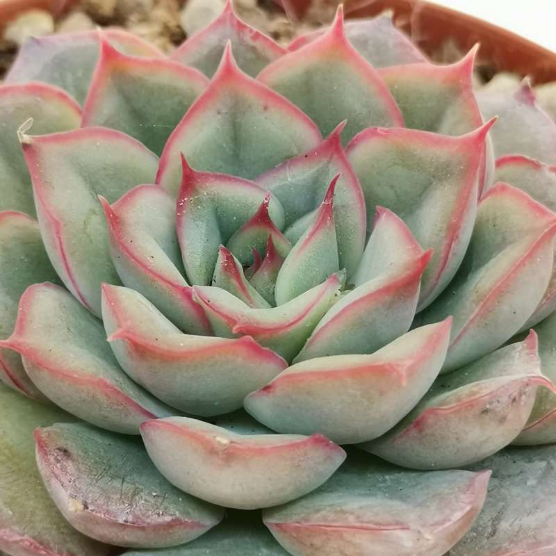 Эхеверия Мистери (Echeveria Mystery) D5см
