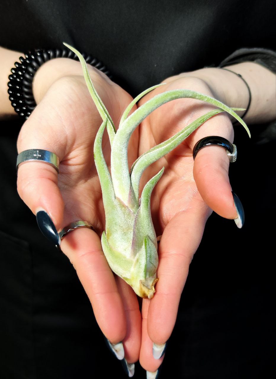Тилландсия Голова Медузы (Tillandsia Caput Medusae)