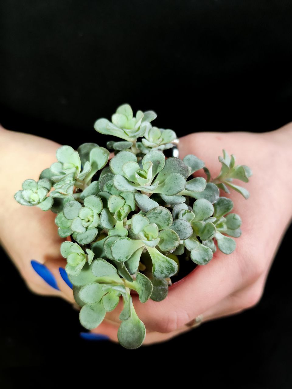 Седум Лопатчатолистный, или Пурпуреум (Sedum Purpureum) D5см