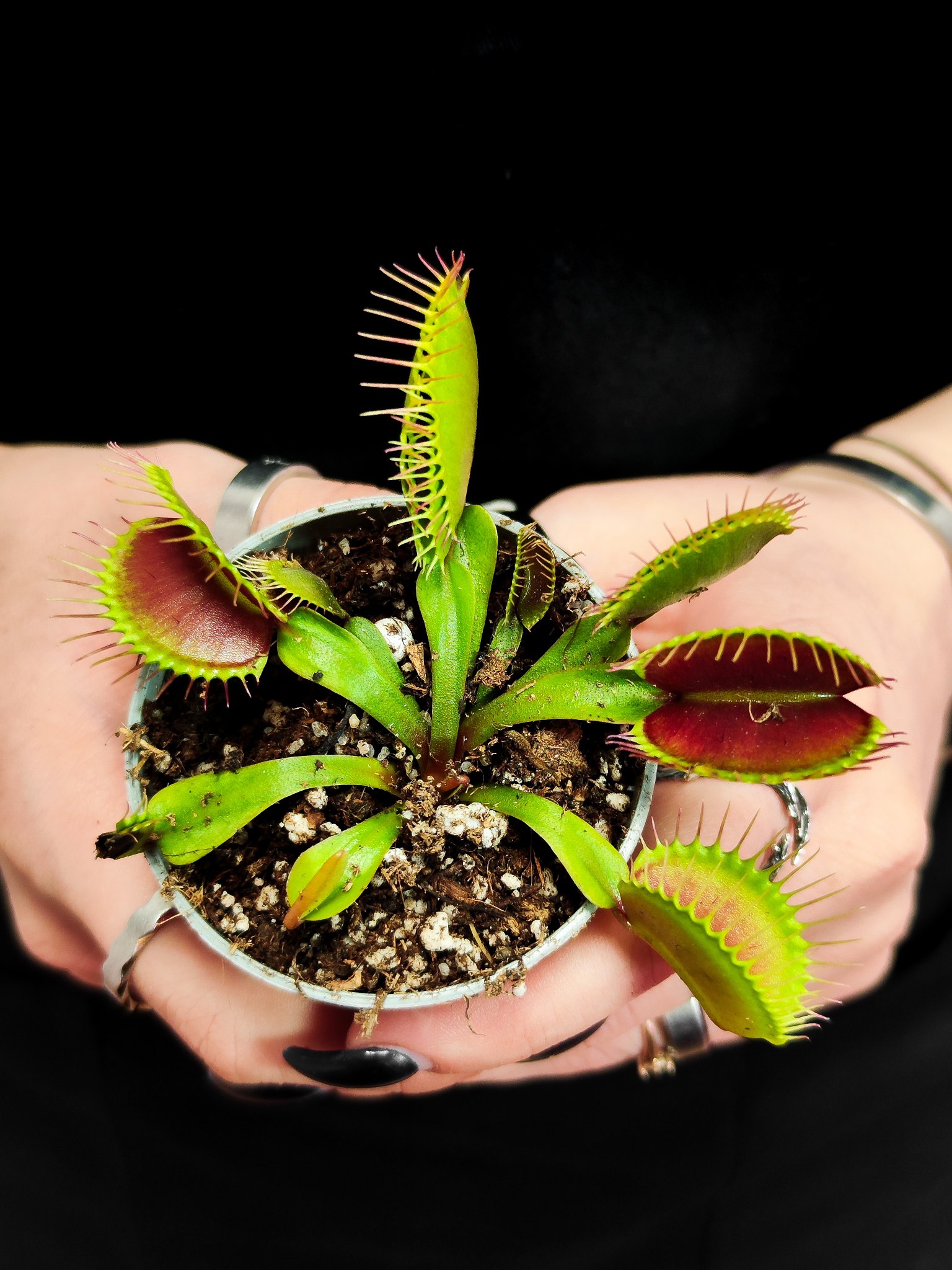 Венерина Мухоловка G16 (Dionaea Muscipula G16) D5см