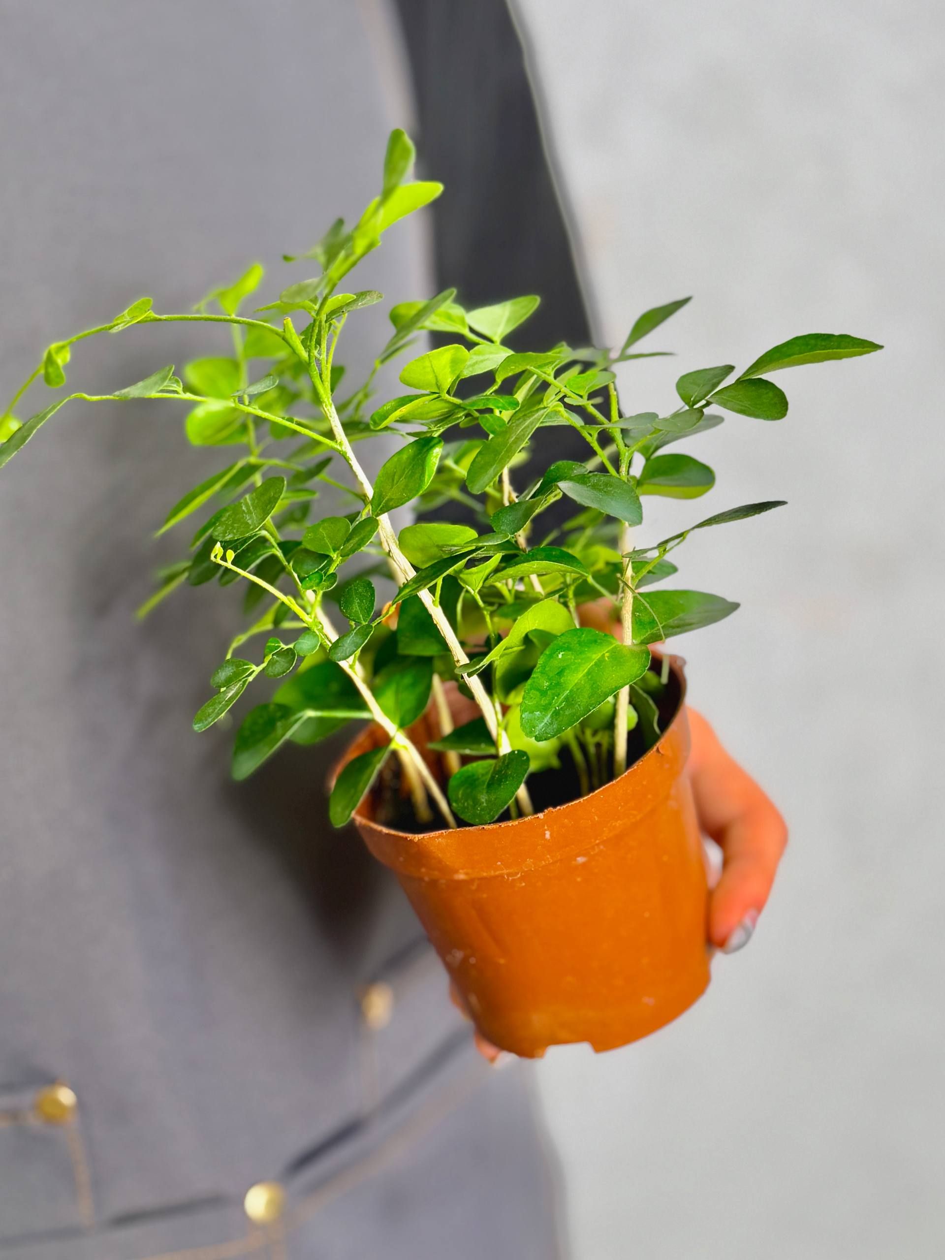 Мурайя (Муррайя) Метельчатая (Murraya Paniculata) D9см