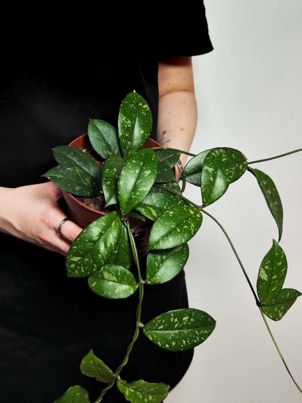 Хойя Крассиопетиолата Сплеш Раунд Лиф (Hoya Сrassipetiolata Splash Round Leaf) D12см