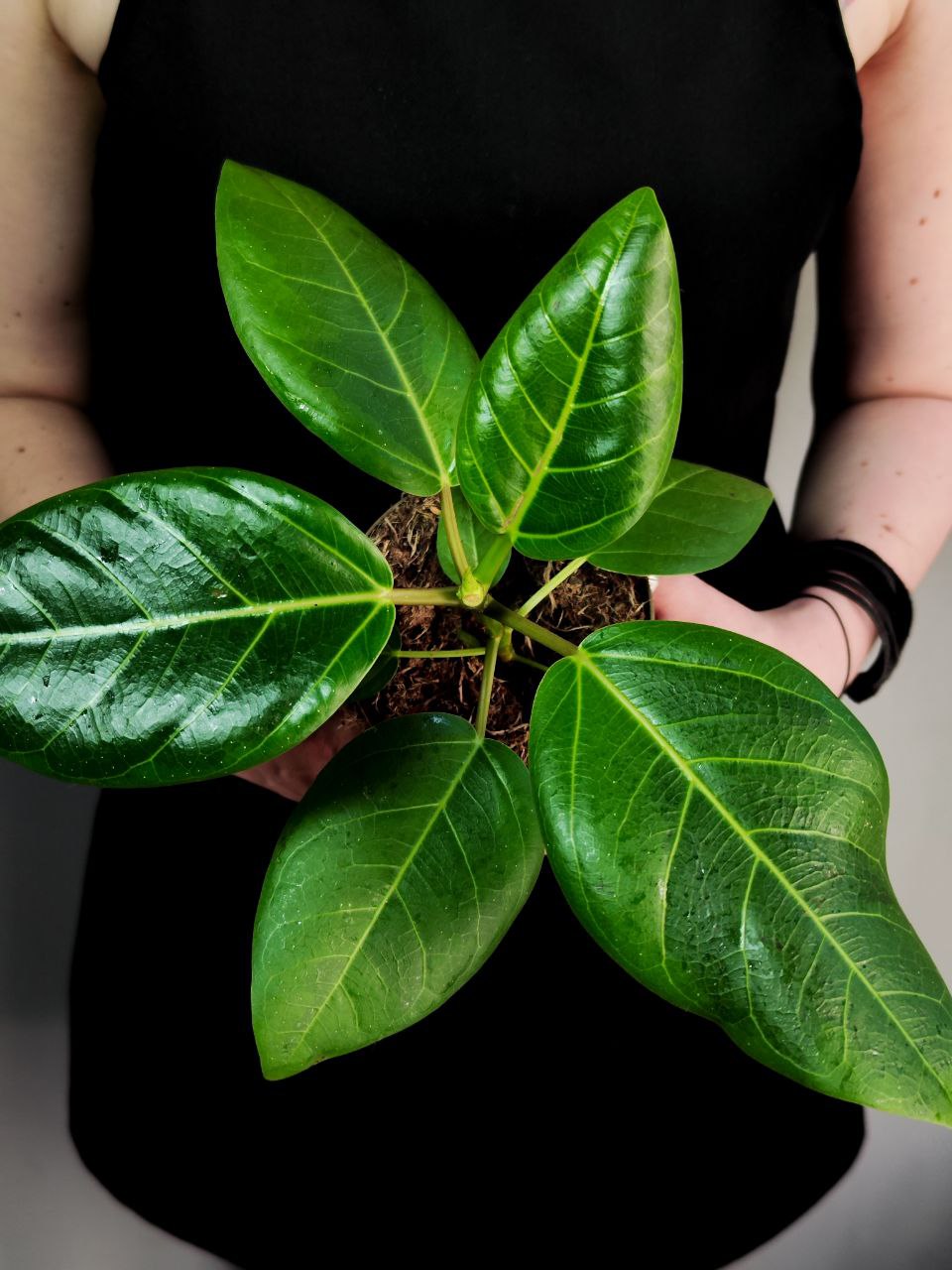 Фикус Альтиссима (Ficus Altissima) D11см