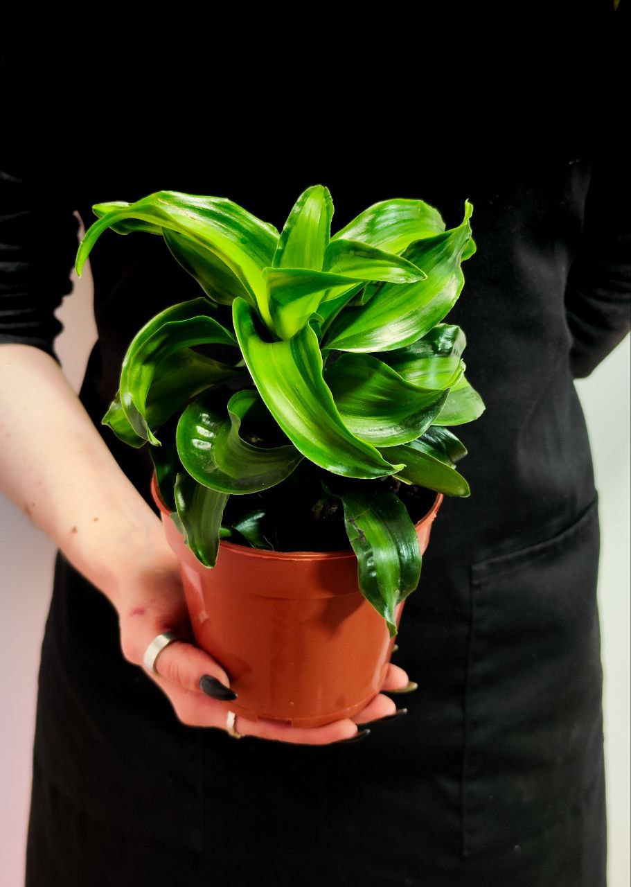 Драцена Твист (Dracaena Fragrans Dragontree Twist) D12см