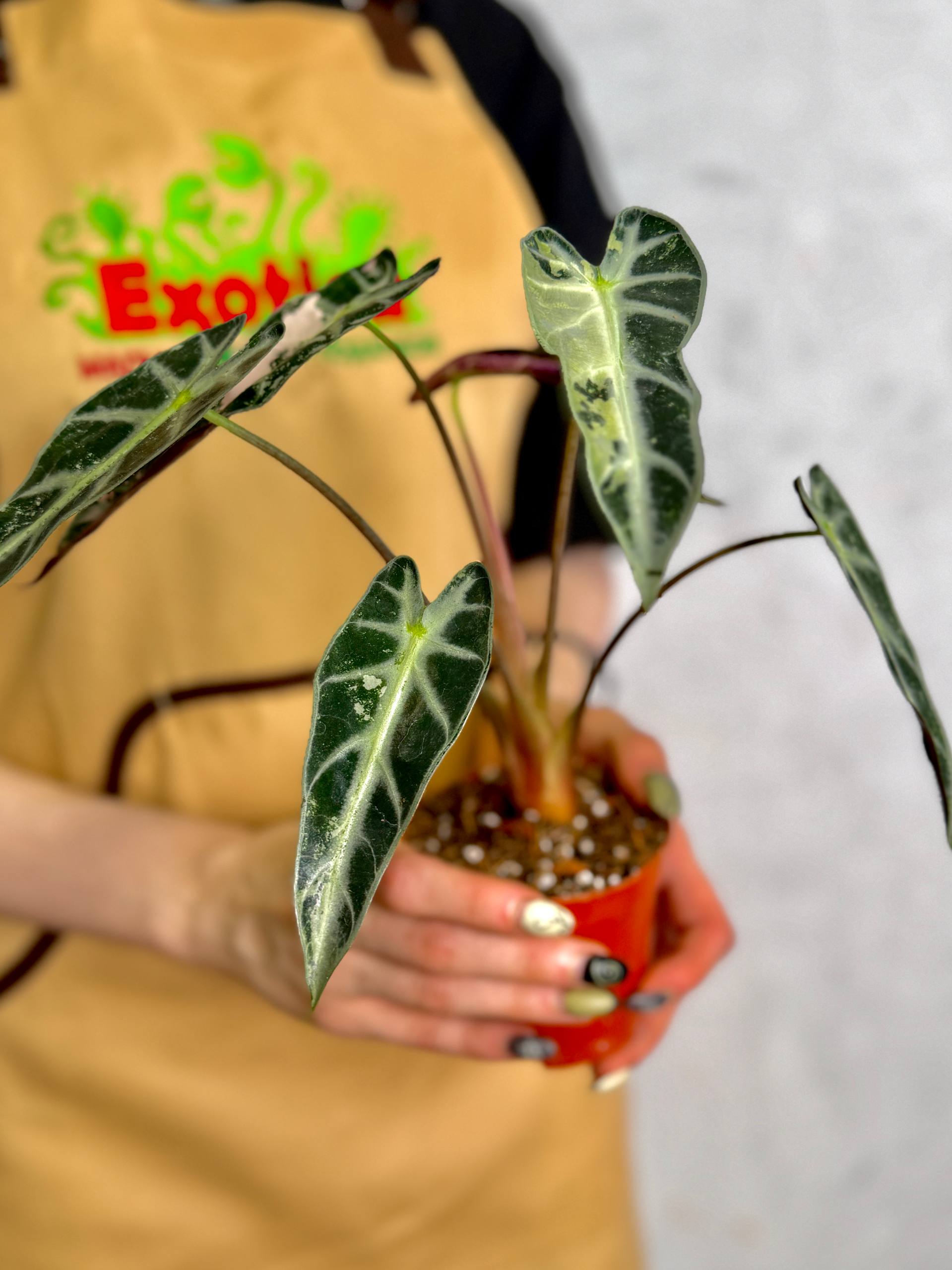 Алоказия Бамбино Пинк Вариегатная (Alocasia Bambino Pink Variegata) D10см