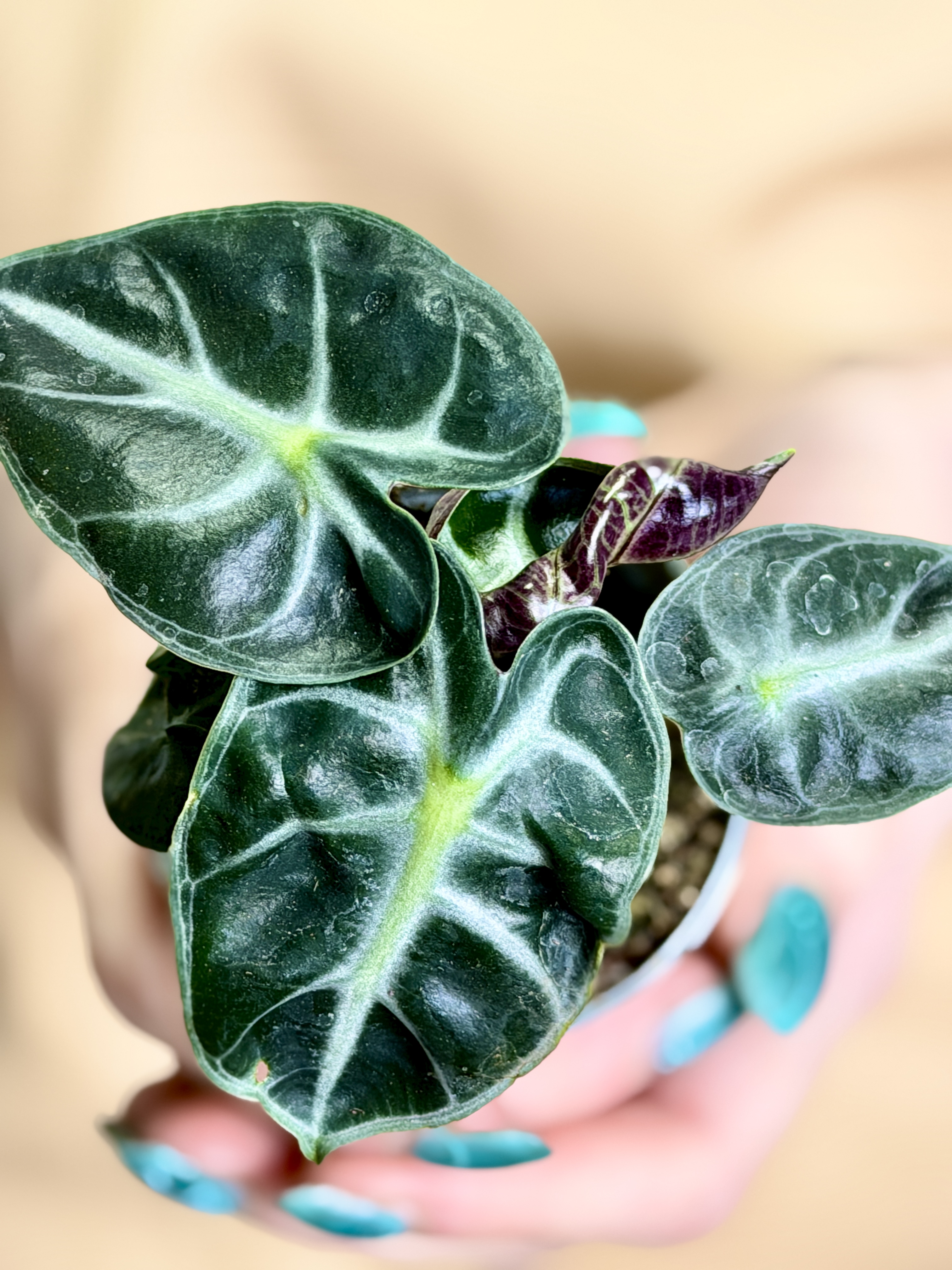 Алоказия Балун Харт (Alocasia Balloon Heart) D6см
