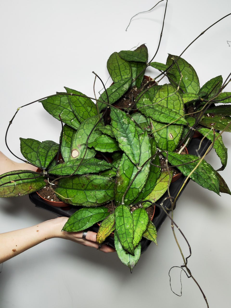 Хойя Клемензиорум Дарк Лиф (Hoya Clemensiorum Dark Leaf) D10см