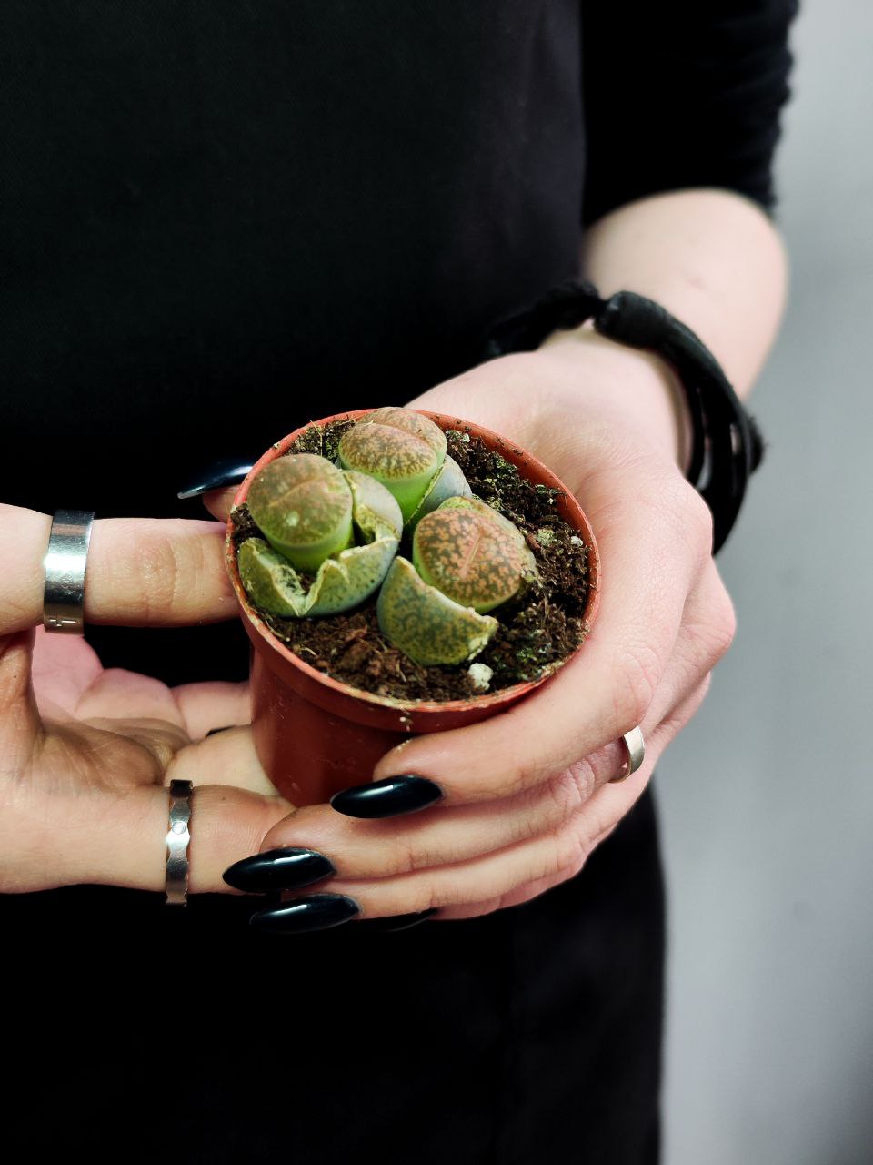 Буро - Коричневые Литопсы Аукамп (Lithops Aucampiae) D5см