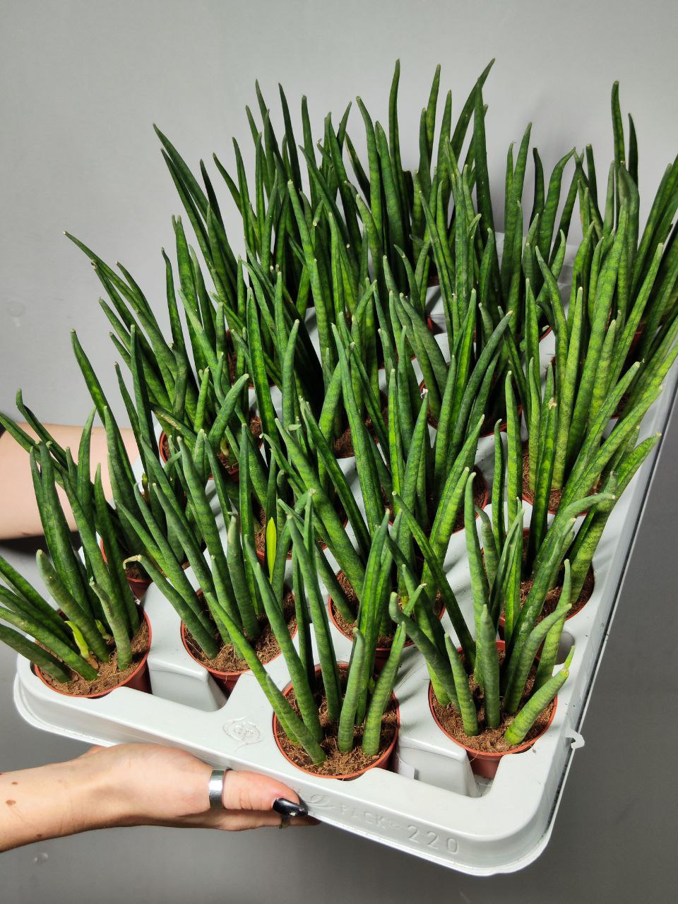 Сансевиерия Бакуларис Микадо (Sansevieria Bacularis Mikado) D6см