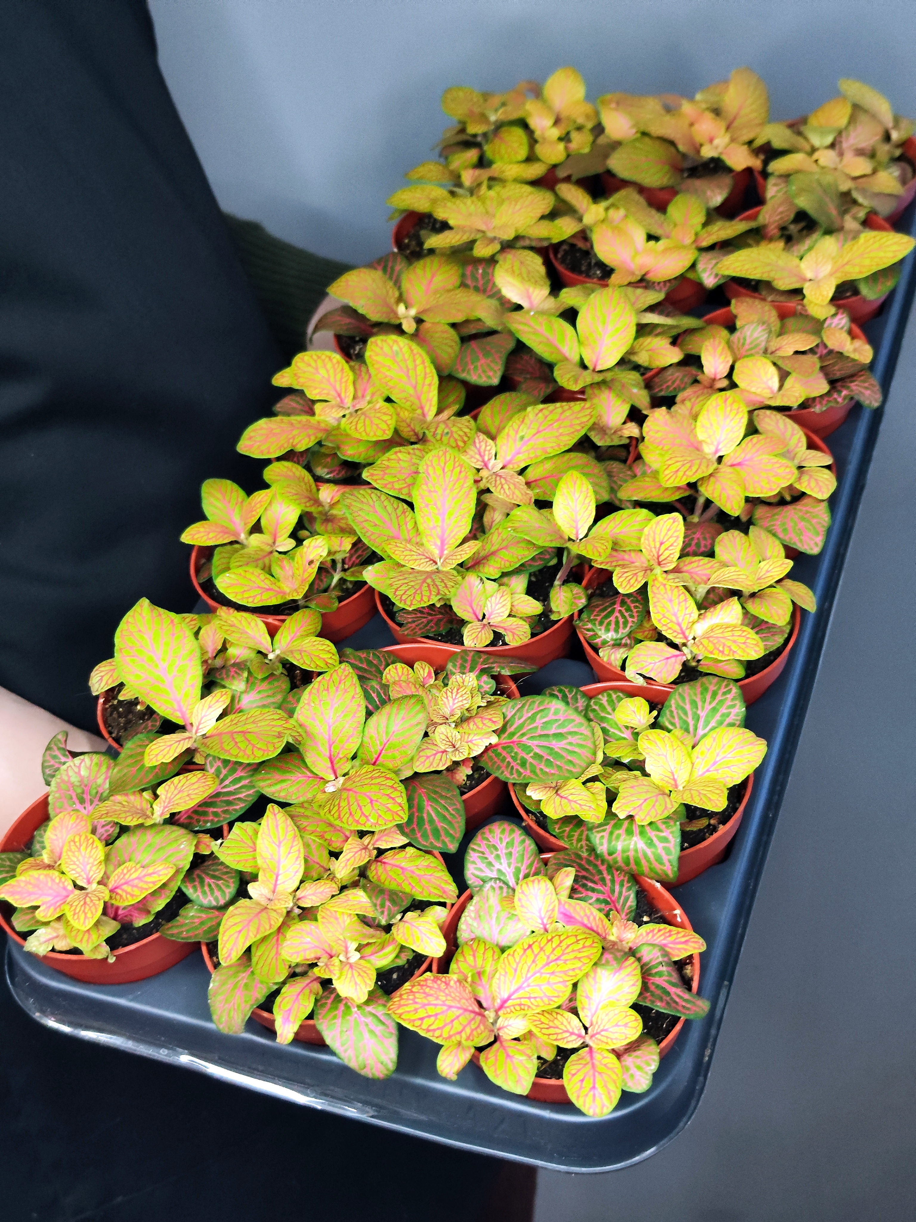 Фиттония Скелетон (Fittonia Skeleton) D8,5см