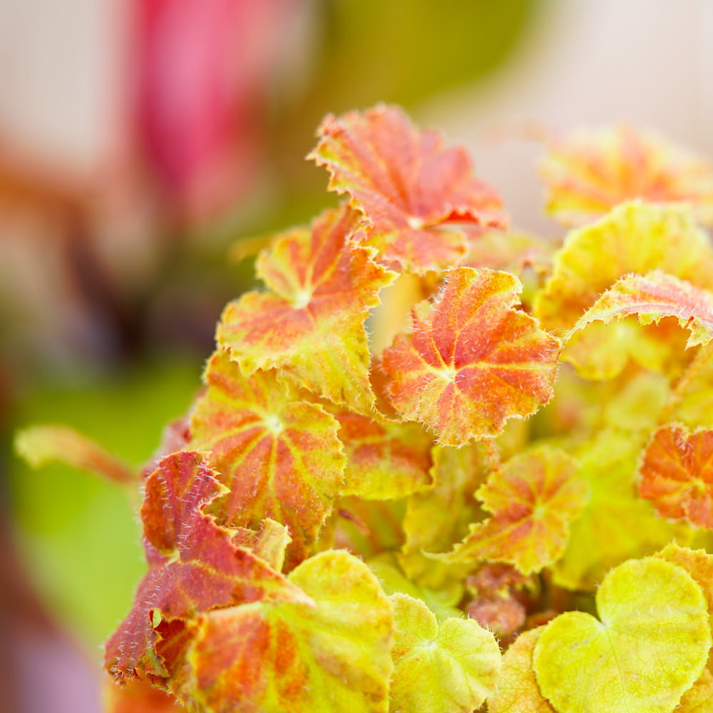 Бегония Амбер Лав (Begonia Beleaf Amber Love) D12см