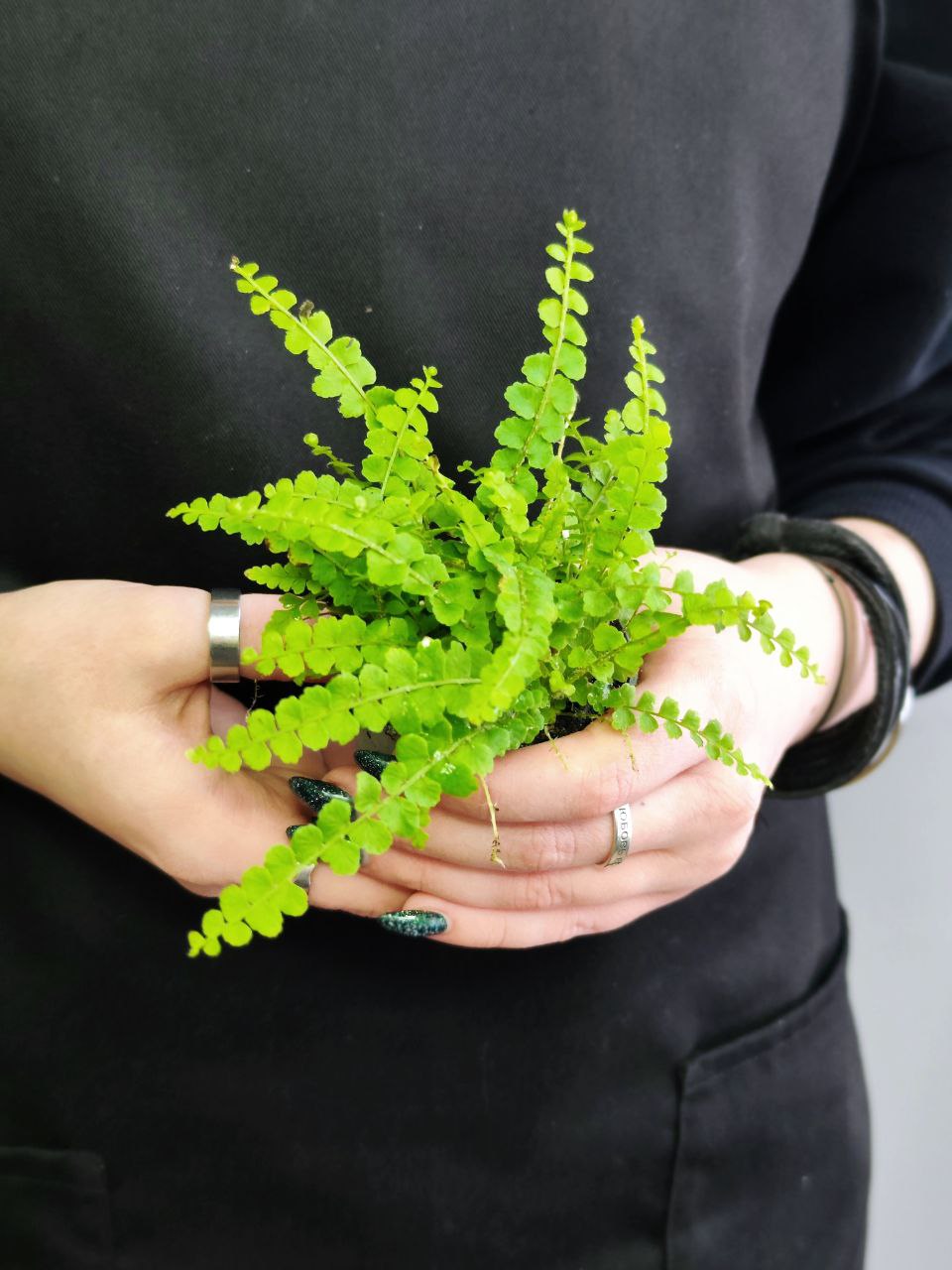 Нефролепис Даффи (Nephrolepis Exaltata Duffy) D6см