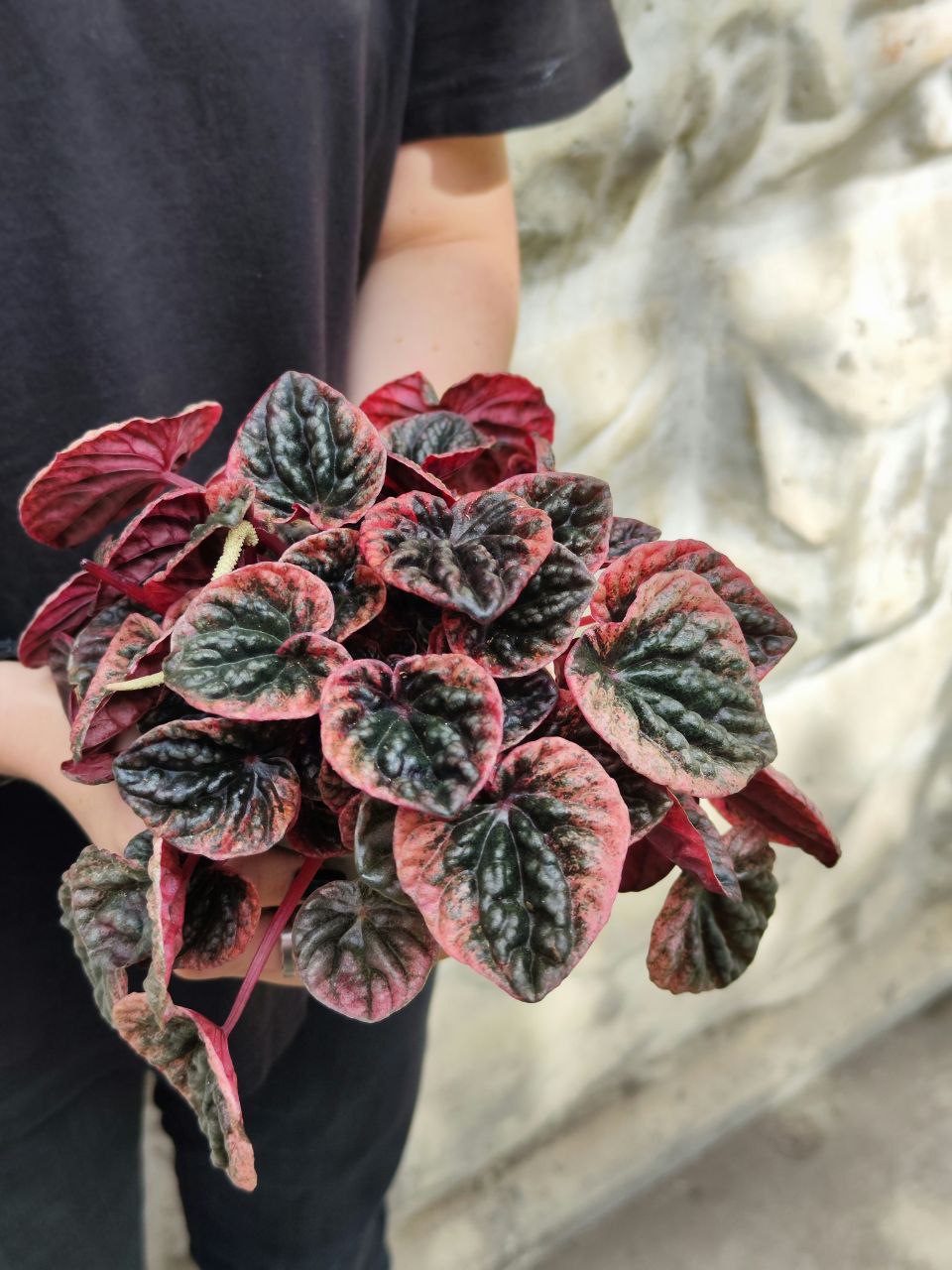 Пеперомия Каперата Абрикос (Peperomia Caperata Abriсos) D11см