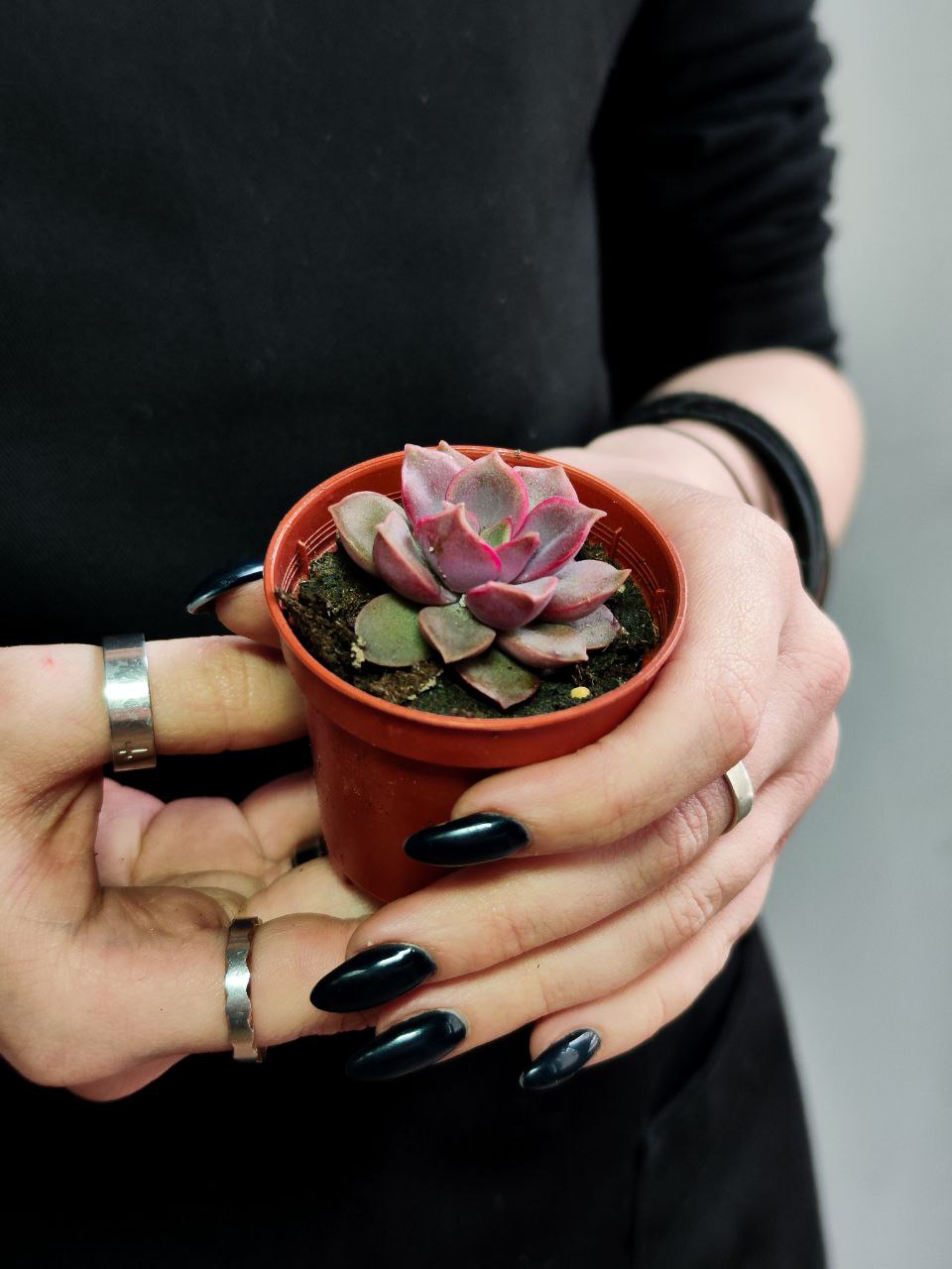 Эхеверия Мина (Echeveria Mina) D5см