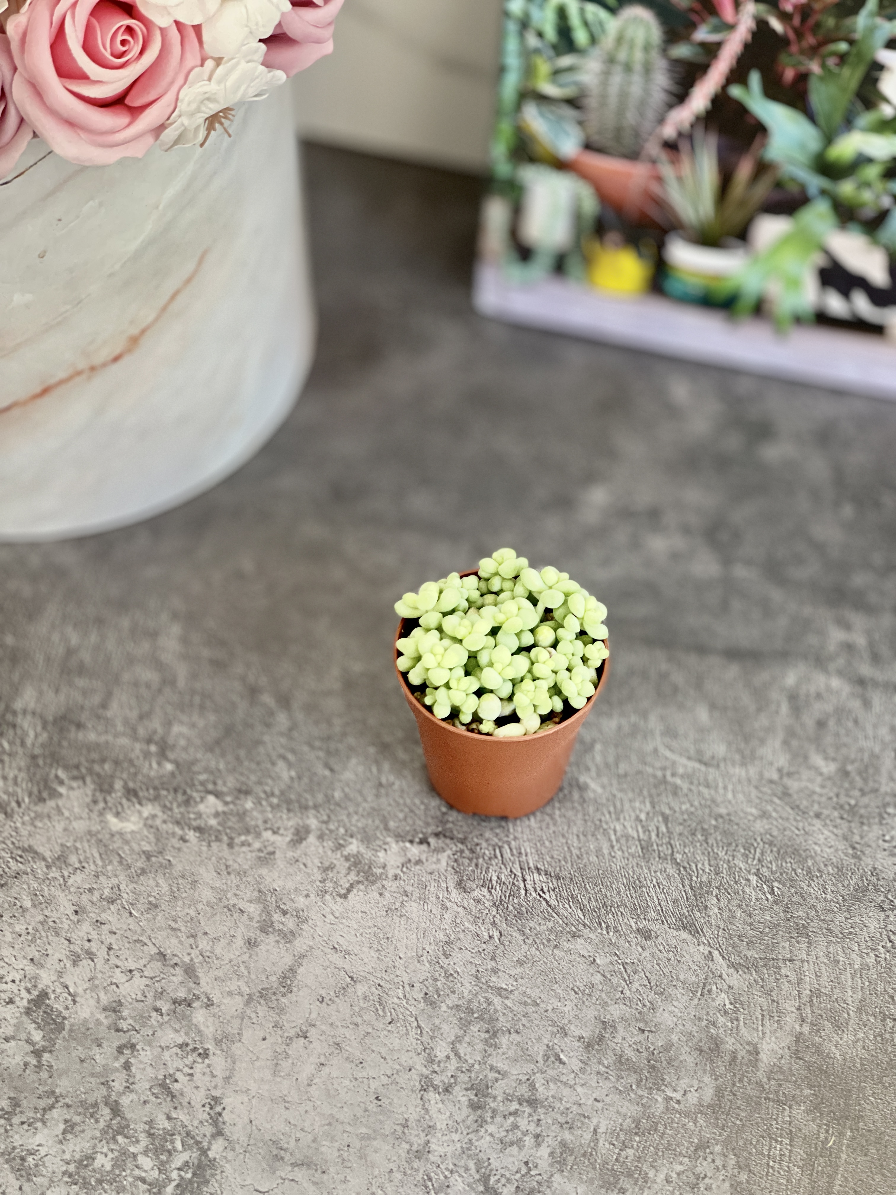 Седум Буррито Мини (Sedum Burrito Mini) D5см