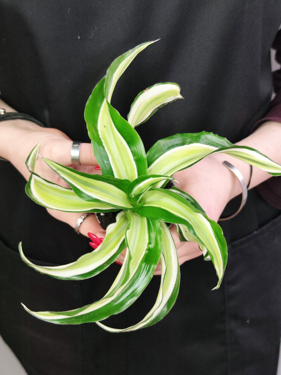 Драцена Фрагранс Малайка (Dracaena Dragontree Malaika) D6см