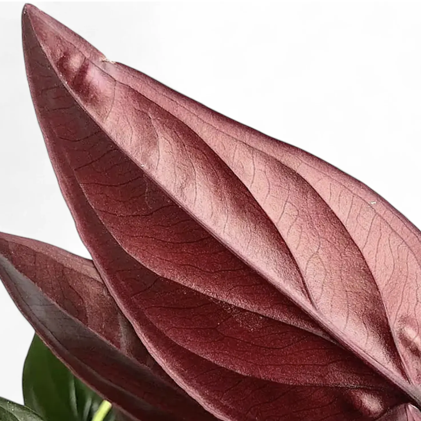 Сингониум  Красная Стрела, или Эритрофиллум Ред Эрроу (Syngonium Erythrophyllum Red Arrow) D12см