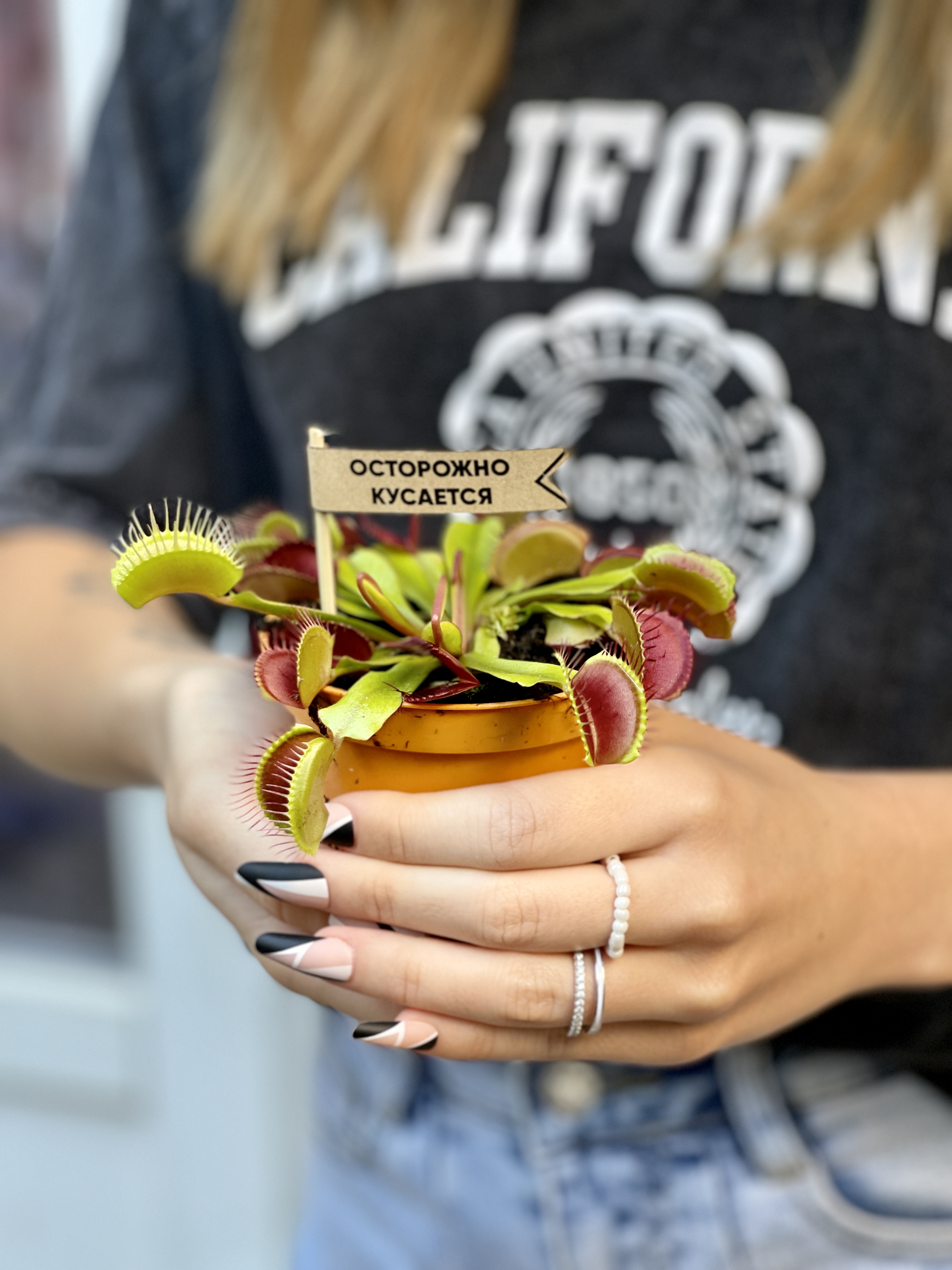 Венерина Мухоловка (Dionaea Muscipula) D9см