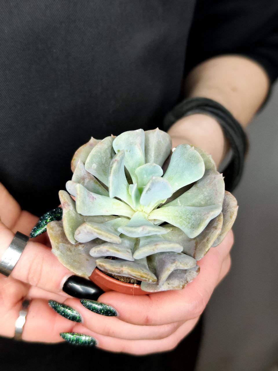 Эхеверия Кубик Фрост (Echeveria Cubic Frost) D5см