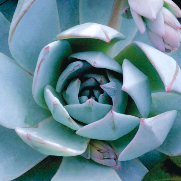 Эхеверия Пекокка (Echeveria Peacockii) D5см