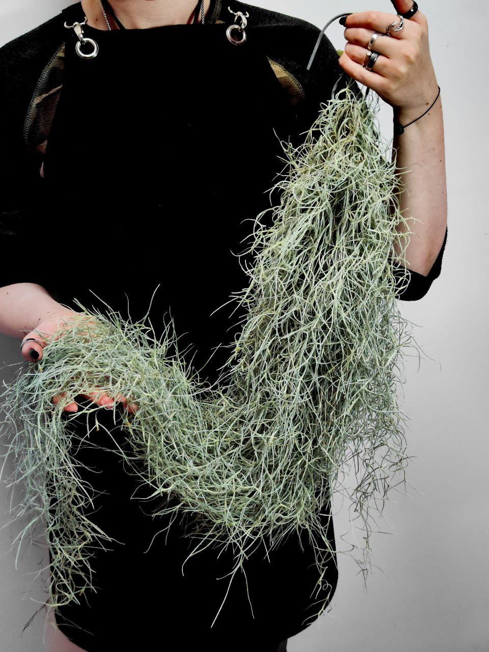 Тилландсия Уснеевидная XL (Tillandsia Usneoides)