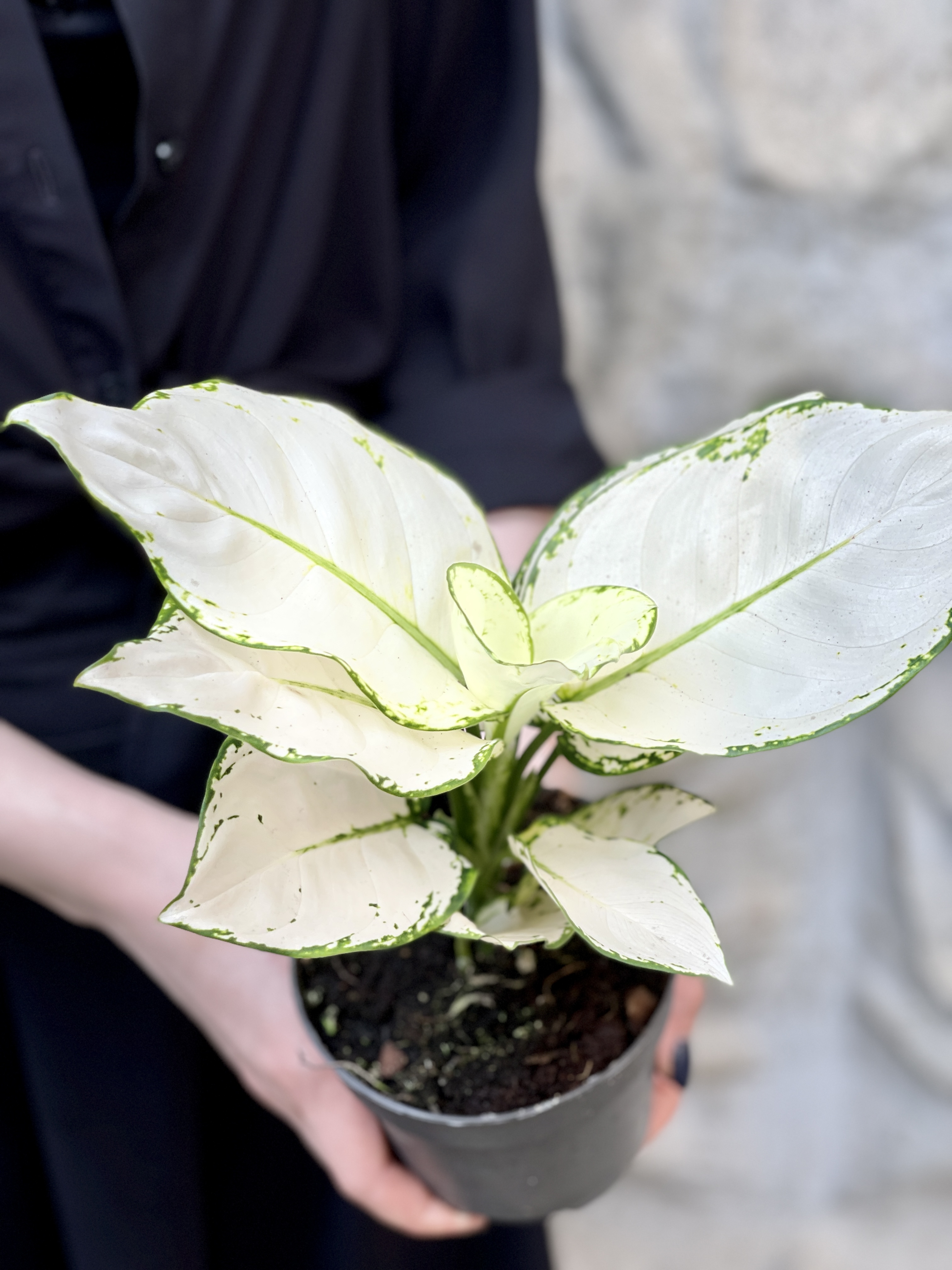 Аглаонема Вайт Джой (Aglaonema White Joy) D12см
