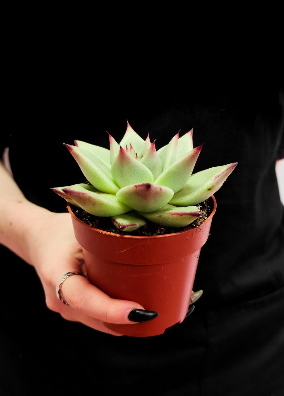 Эхеверия Агавоидес Эбони (Echeveria Agavoides Ebony) D8см