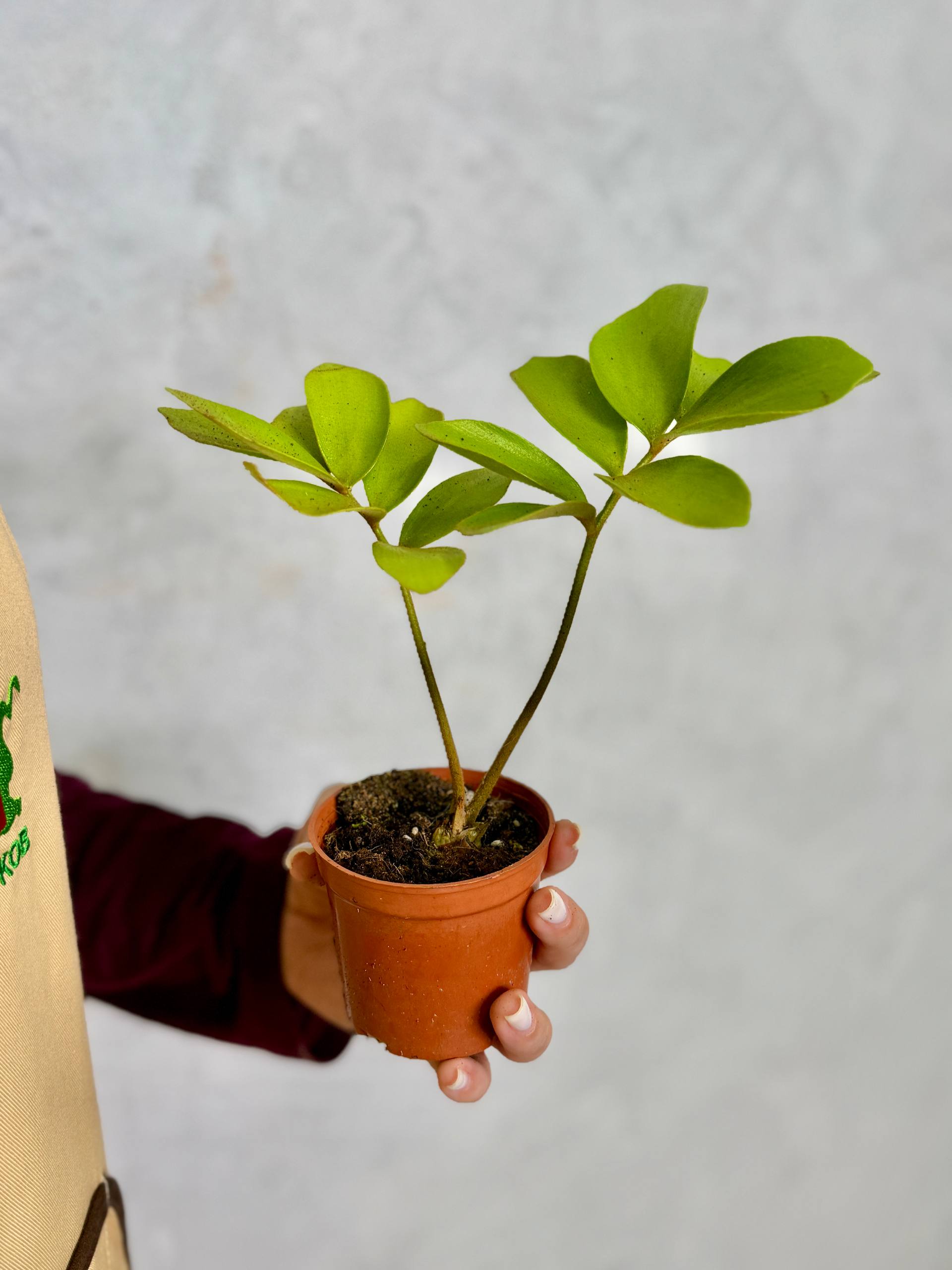 Замия Фурфурацея (Zamia Furfuracea) D6см