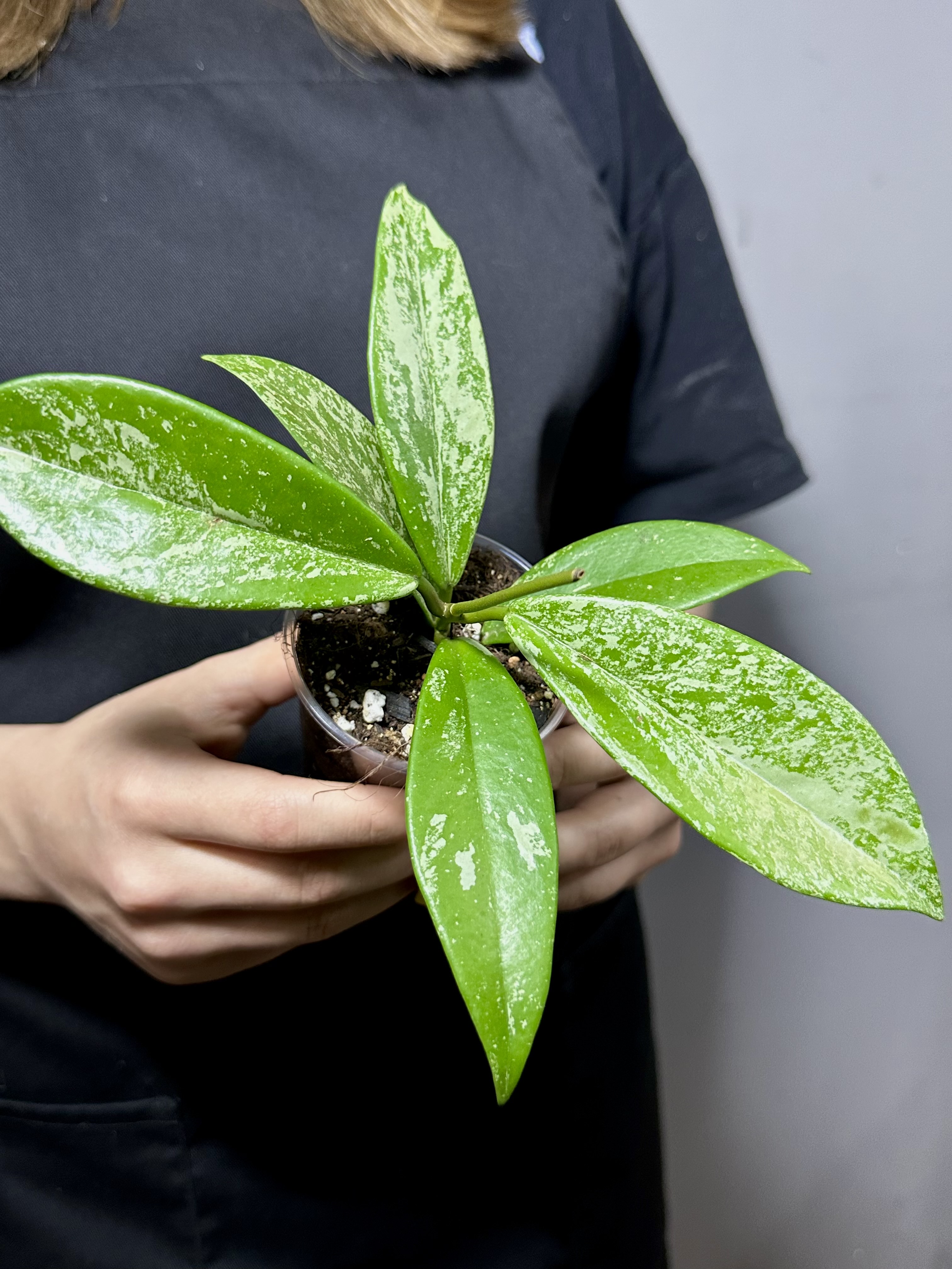 Хойя Сильвер Спот (Hoya Carnosa Pubicalyx Silverspots) D5см