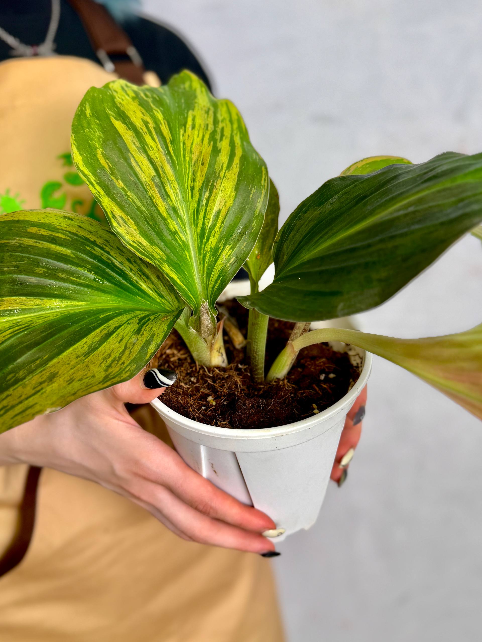 Кемпферия Гибридная Вариегатная (Kaempferia Hydrid Variegated) D13см