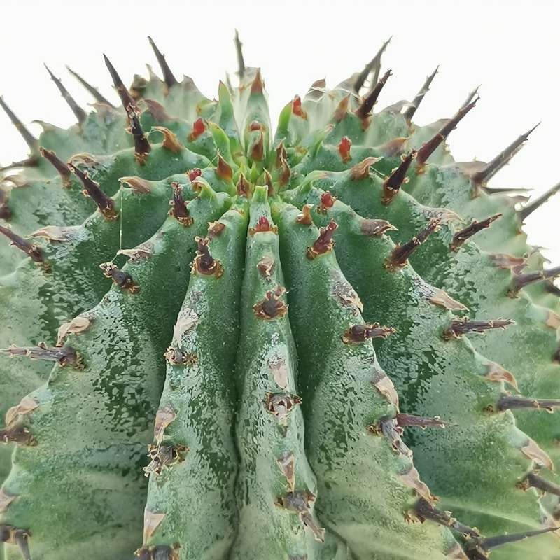 Эуфорбия Хоррида Стриата (Euphorbia Horrida Striata) D5см