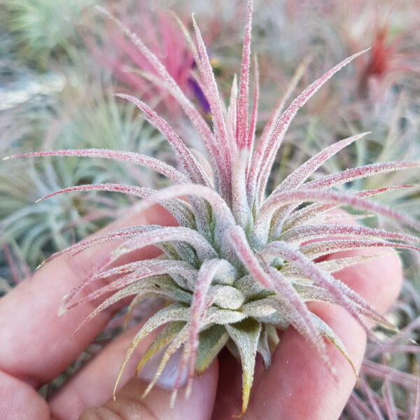 Тилландсия Ионанта Пинк (Tillandsia Ionantha Pink), атмосферное растение