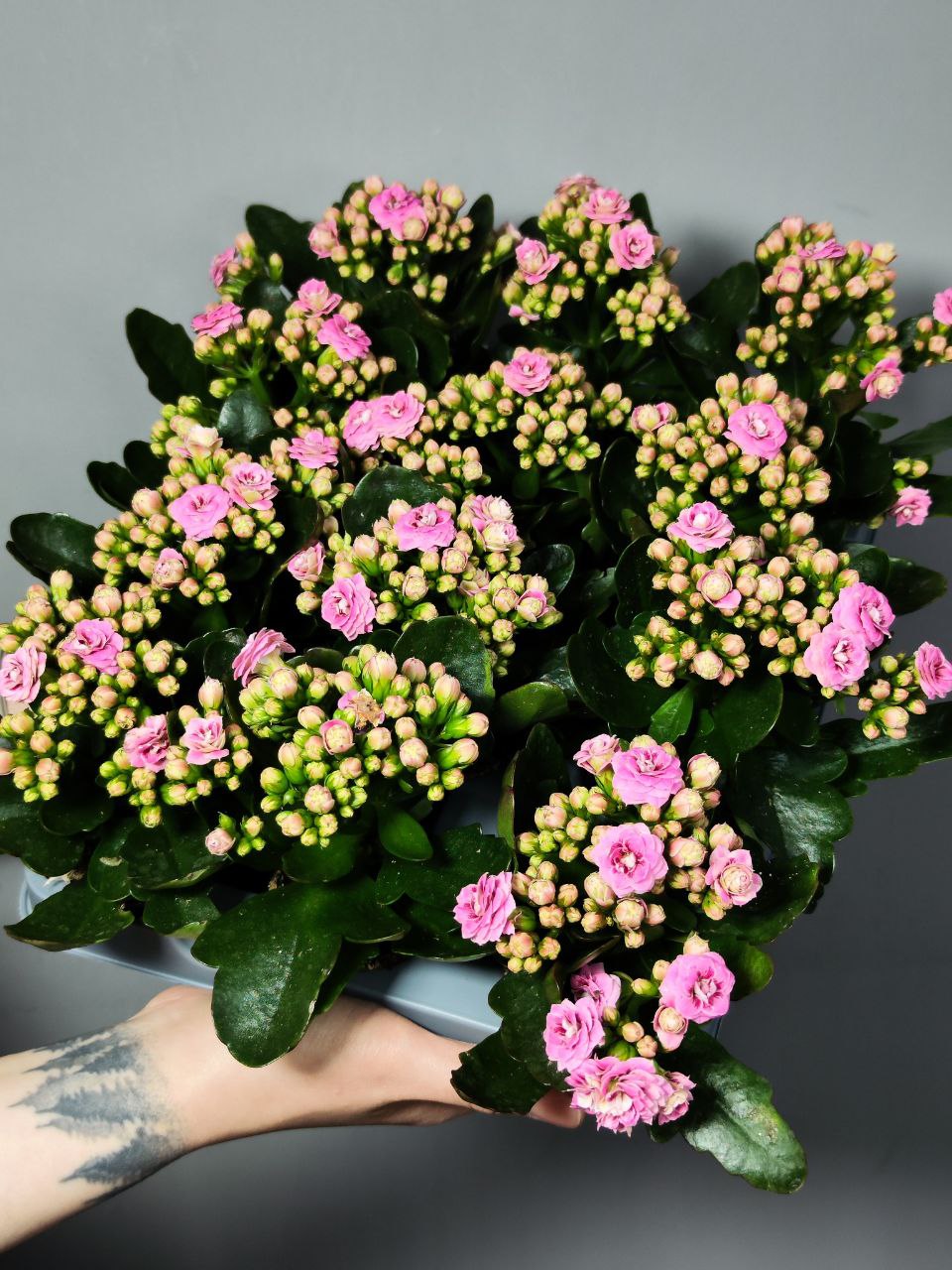 Каланхоэ Розалина Пурпурная Мэджик (Kalanchoe Rosalina Purple Magic) D6см