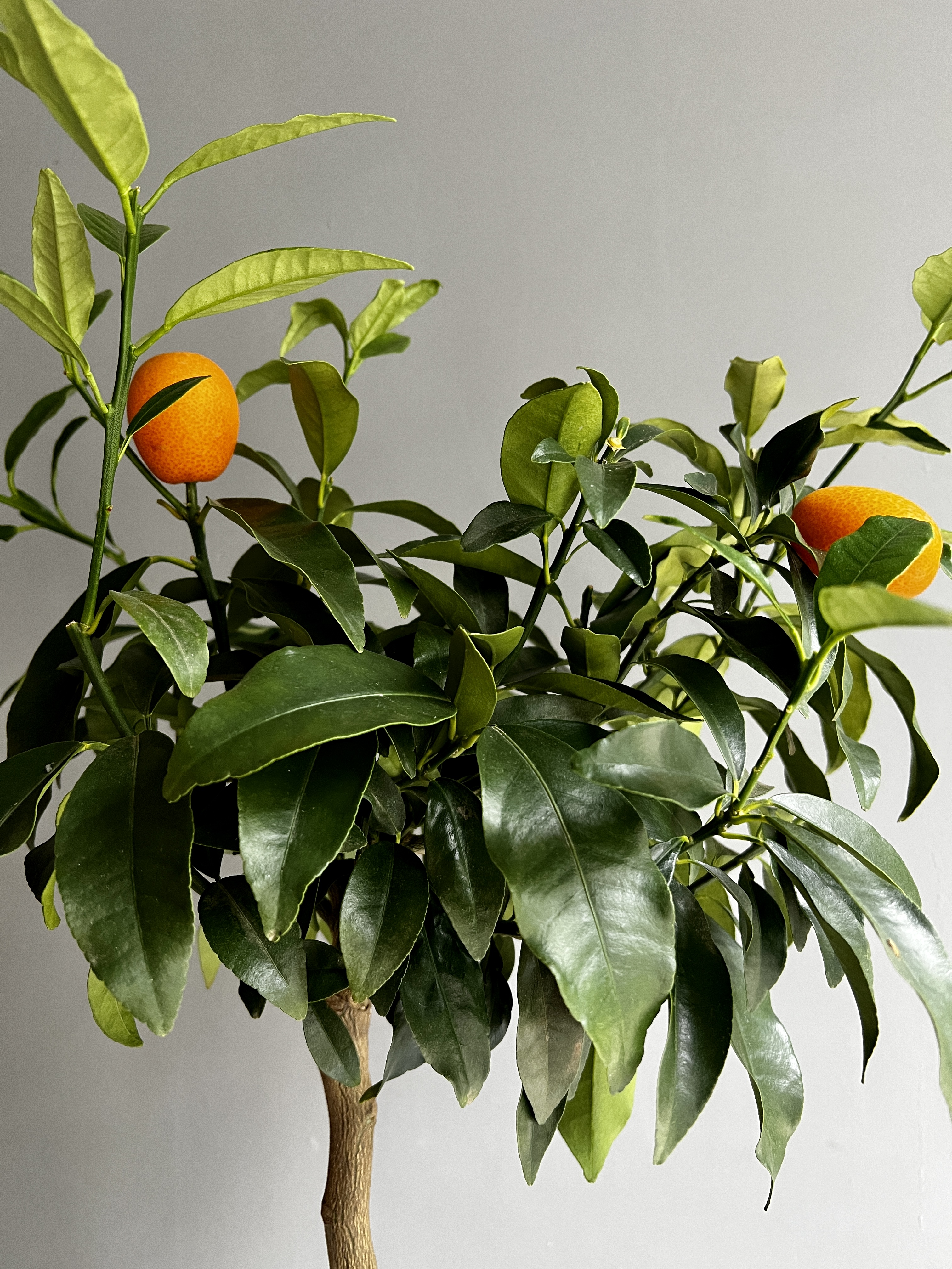 Цитрусовое дерево кумкват (Citrus kumquat) D19см
