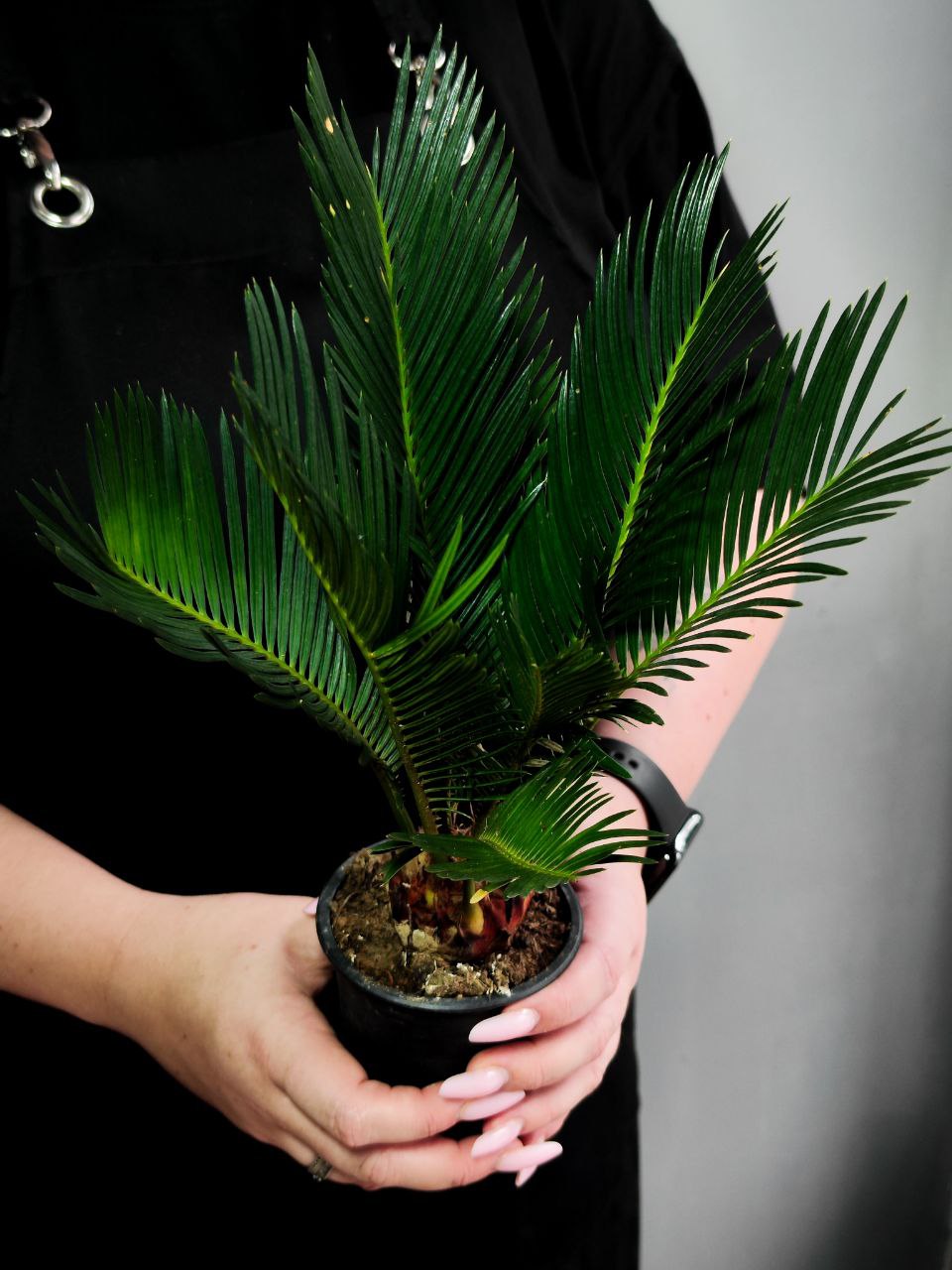 Цикас Революта (Cycas Revoluta) D9см