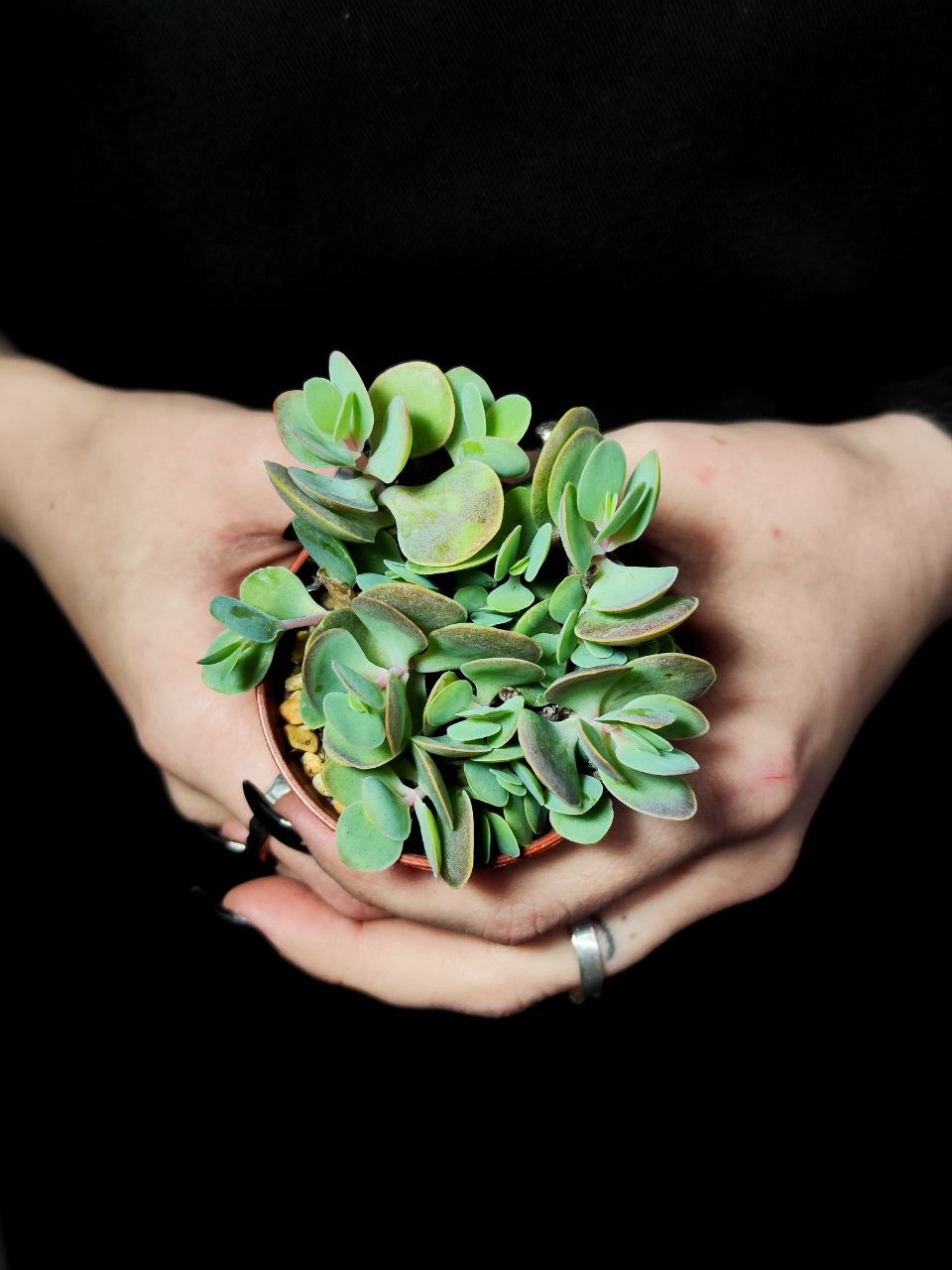 Каланхоэ Кенди Ротундифолия (Kalanchoe Сandy Rotundifolie) D5см