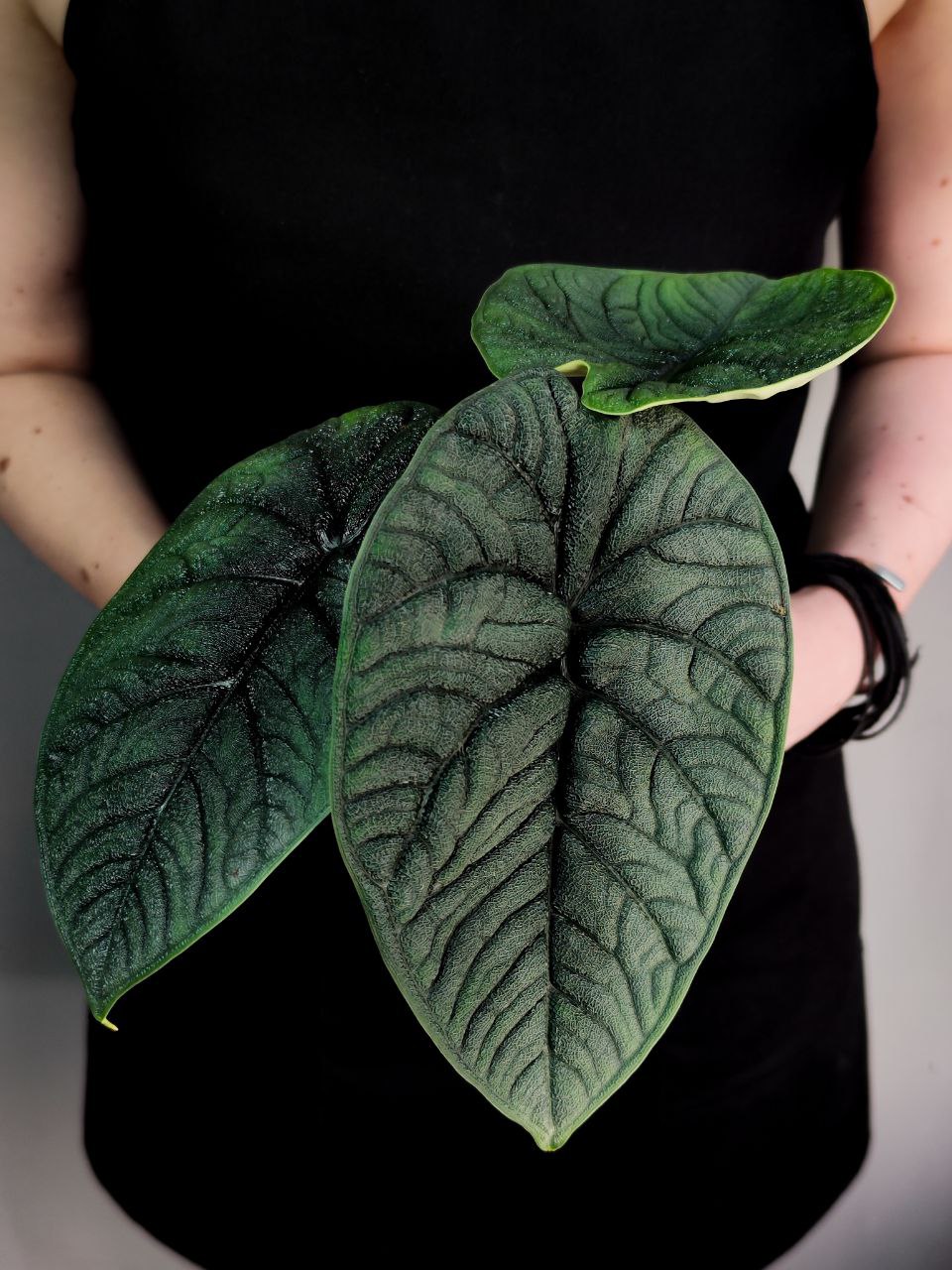 Алоказия Мело Рептилия (Alocasia Melo Reptile) D11см