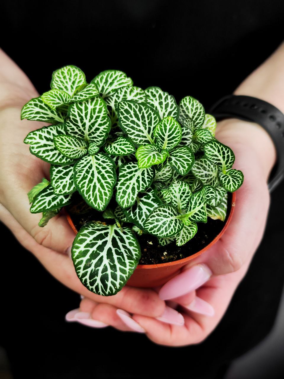 Фиттония Мозаик Спрингтайм (Fittonia Mosaic Springtime) D8,5см