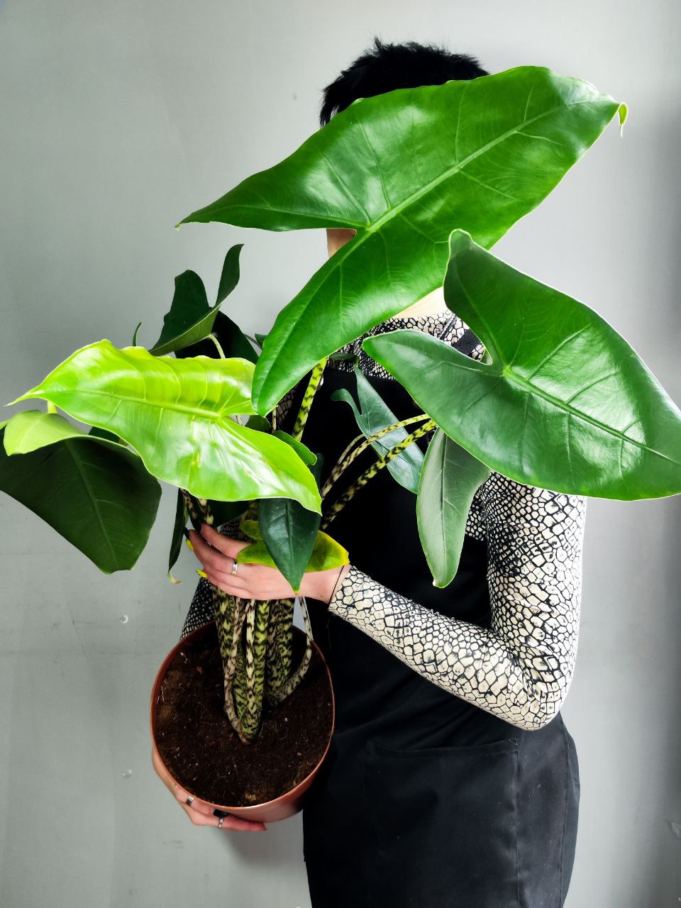 Алоказия Зебрина (Alocasia Zebrina) D21см