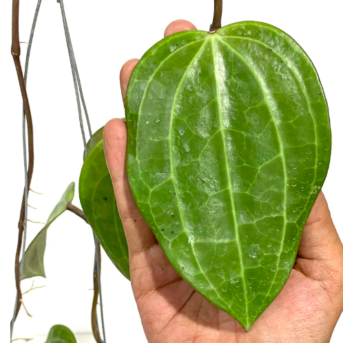 Хойя Латифолия Грин (Hoya Latifolia Green) D10см