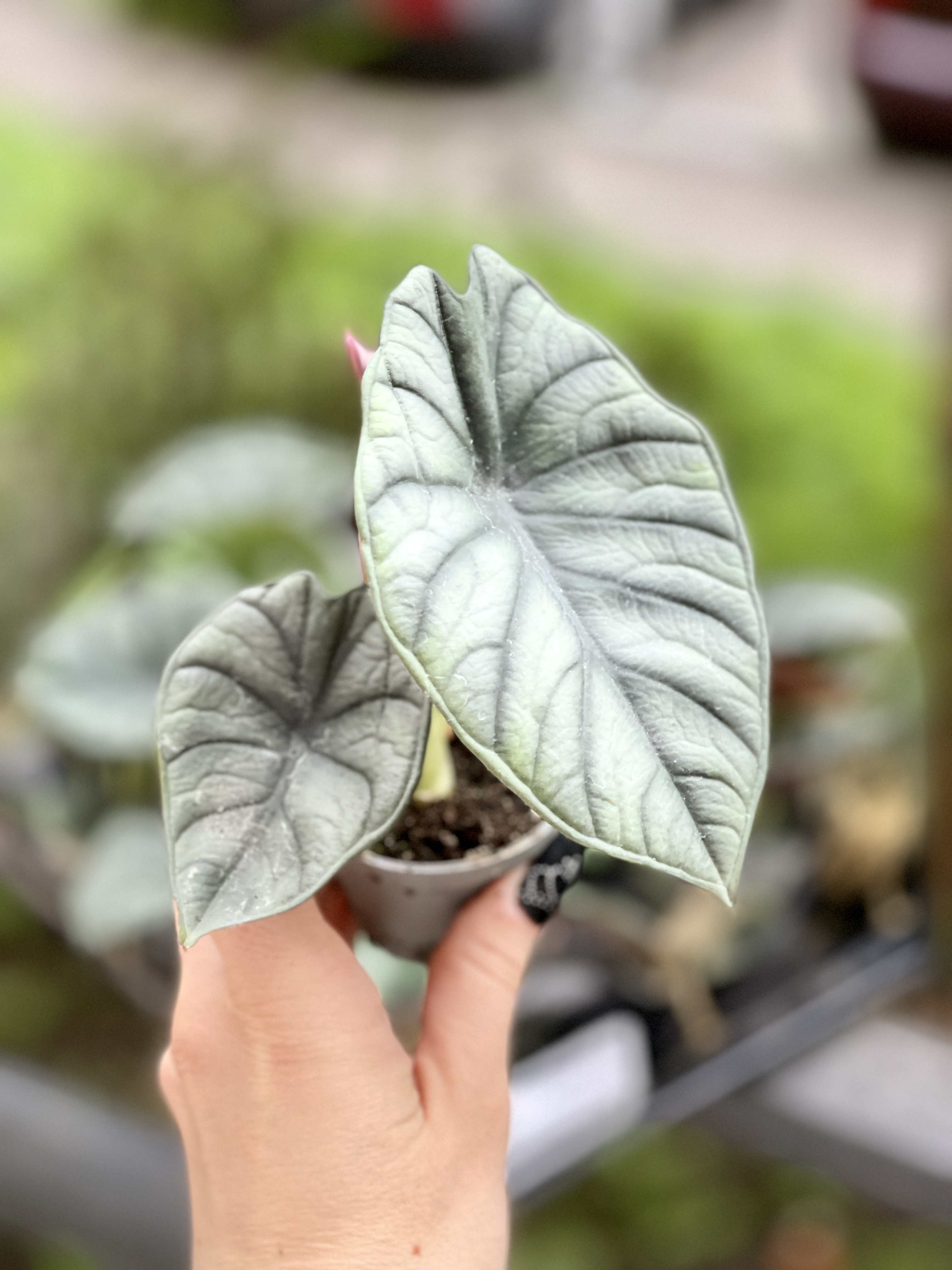 Алоказия Сильвер Небула (Alocasia Silver Nebula) D6см