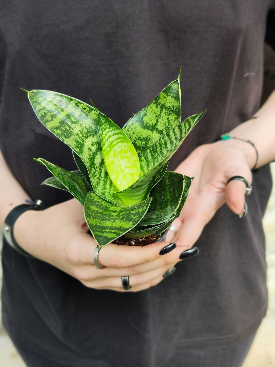 Сансевиерия Ханни Грин (Sansevieria Hahnii Green) D6см