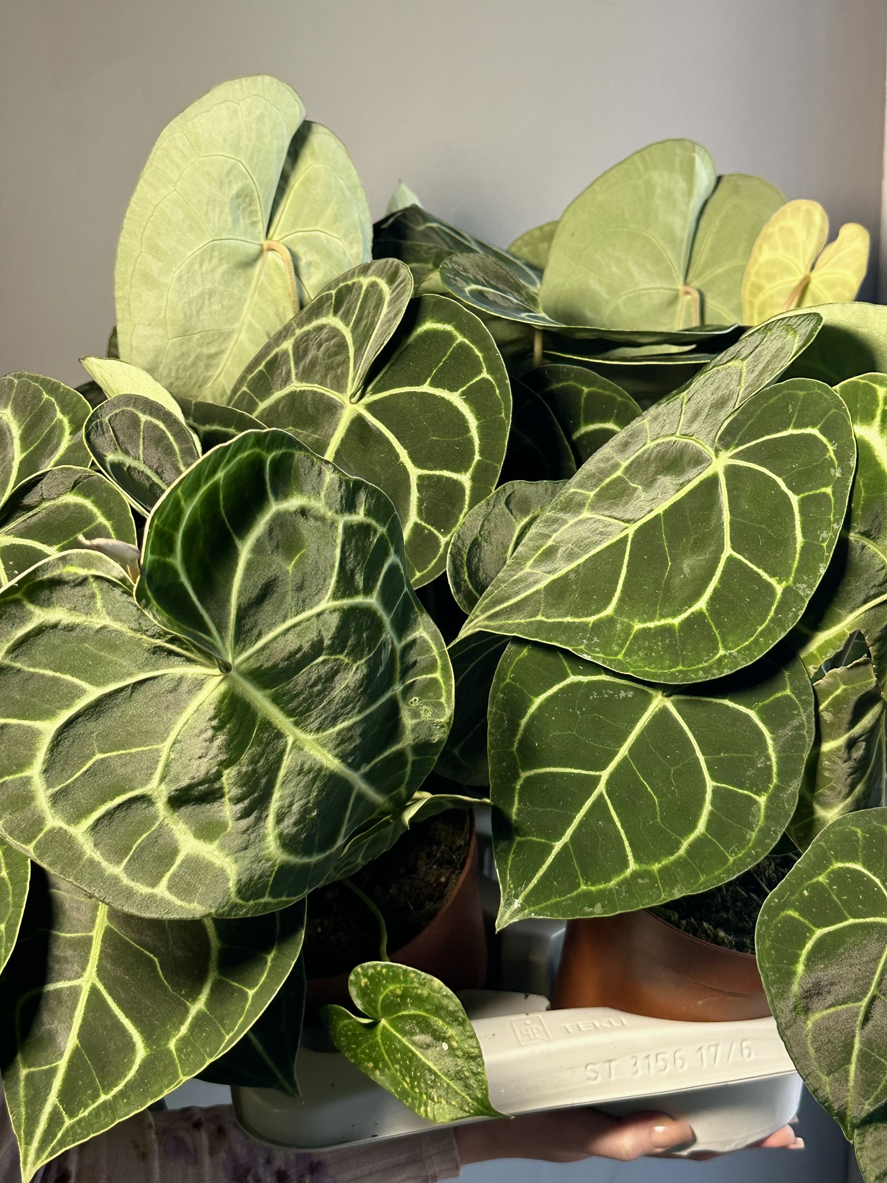 Антуриум Кларинервиум (Anthurium Clarinervium) D12см
