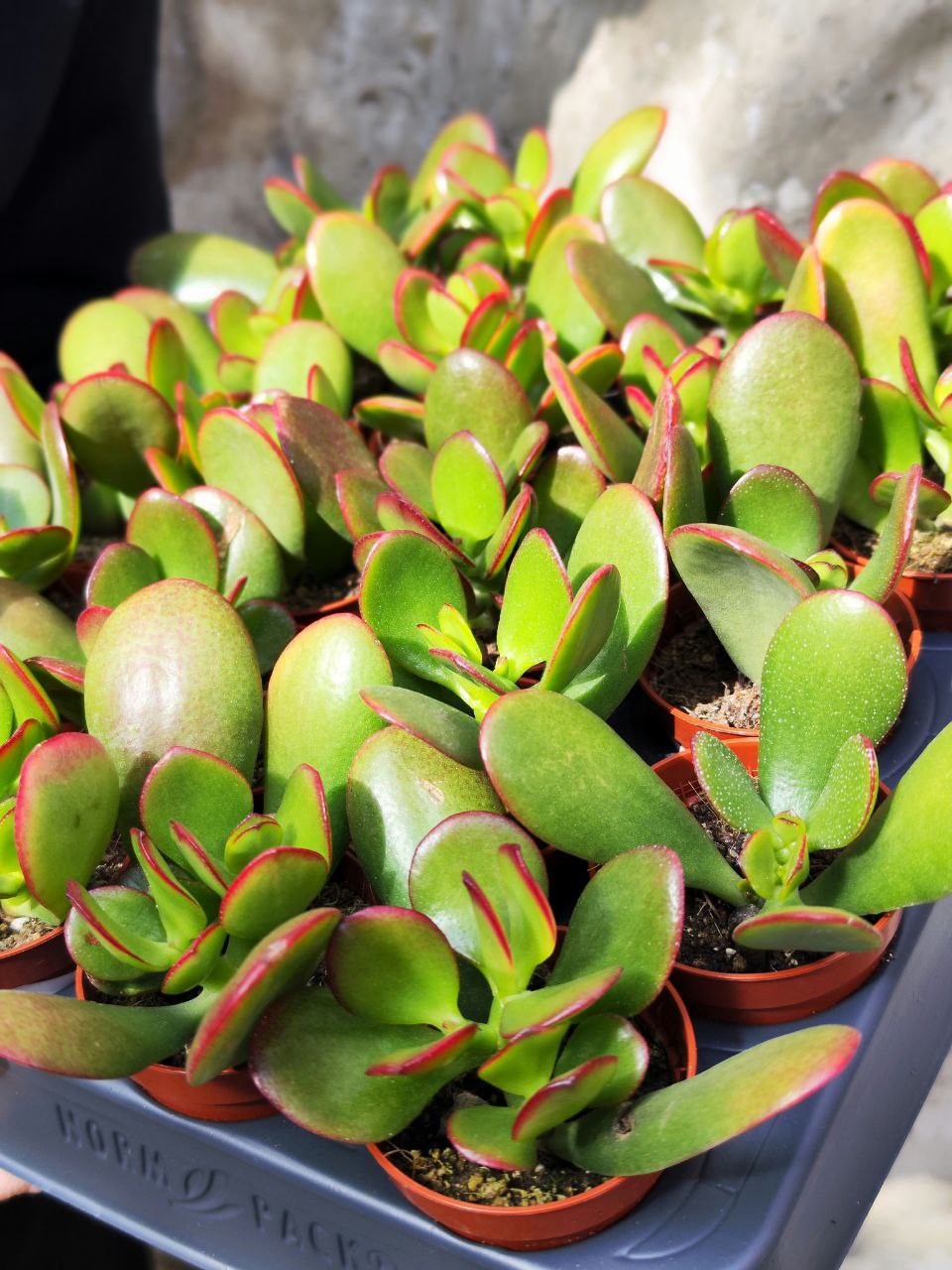 Крассула Овата Сансет (Crassula Ovata Sunset) D5см