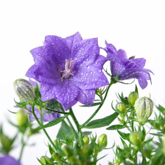 Кампанула Лайк Ми Блю (Campanula Like Mee Blue) D10см