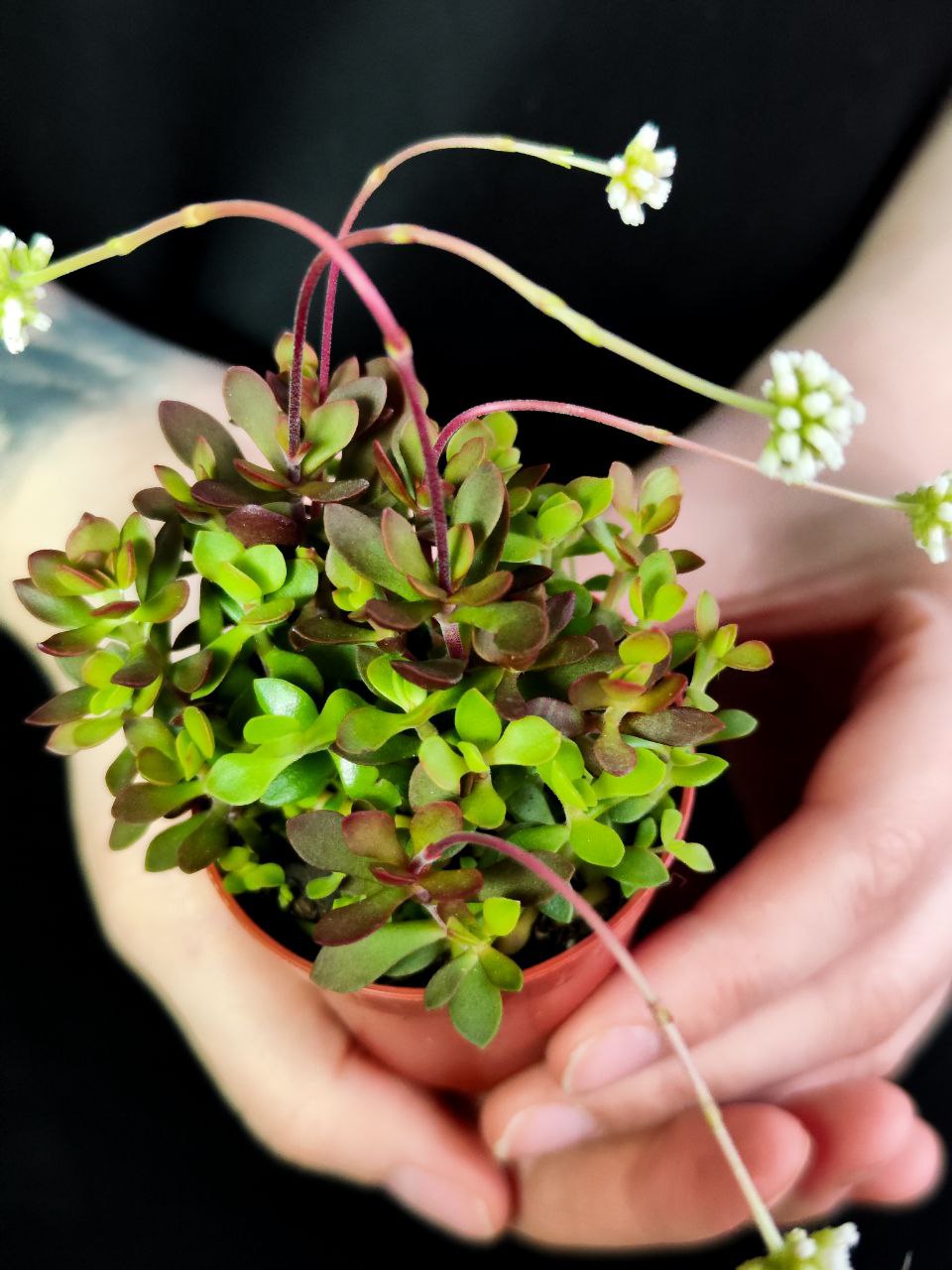 Крассула Радиканс (Crassula Radicans) D5см