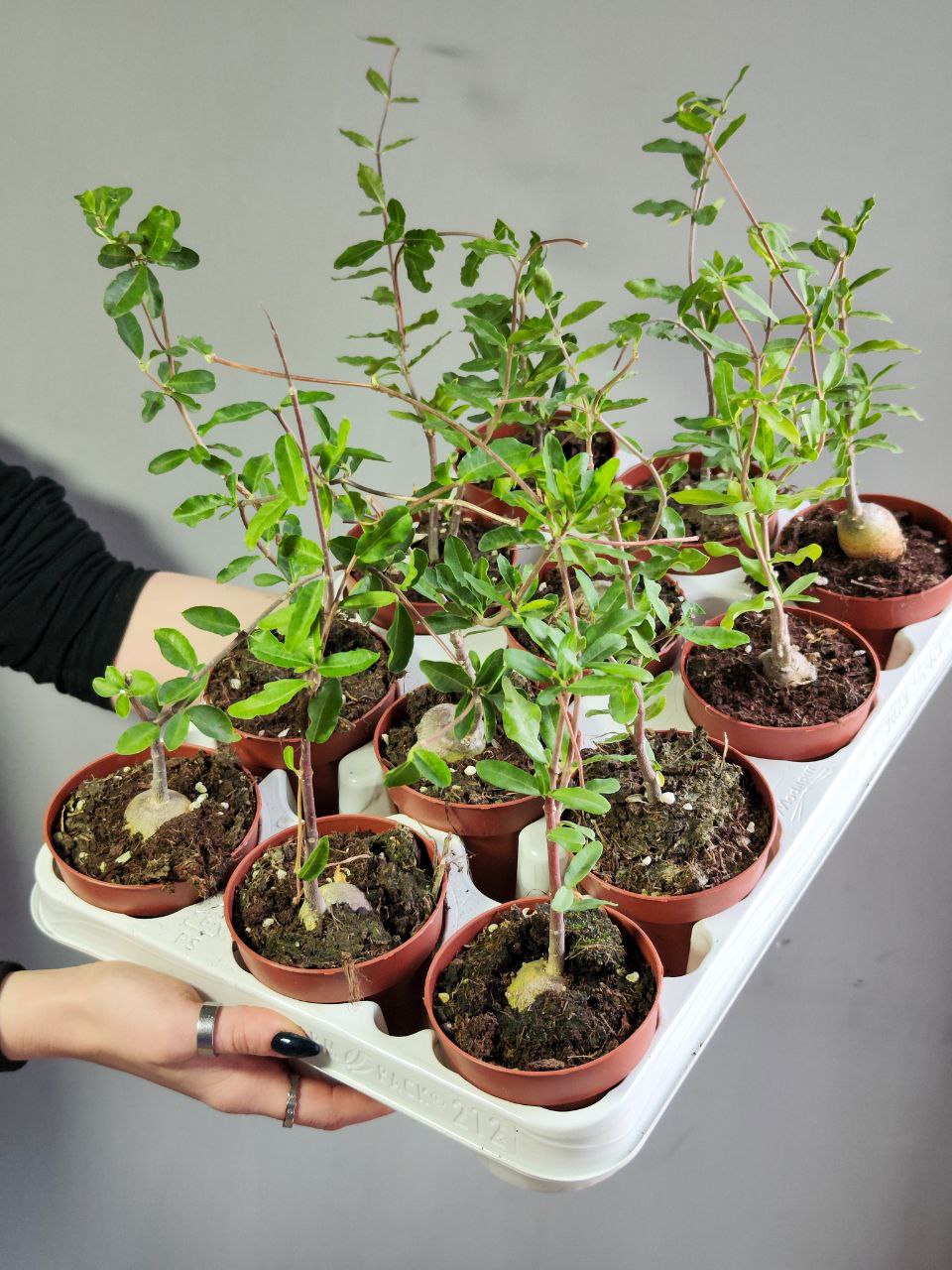 Фокея Эдулис (Fockea Edulis) D8,5см